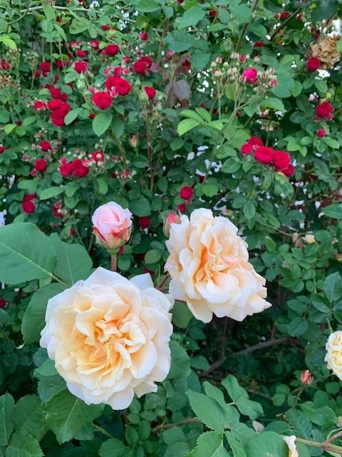 Carmel Fairy Tale & Chevy Chase