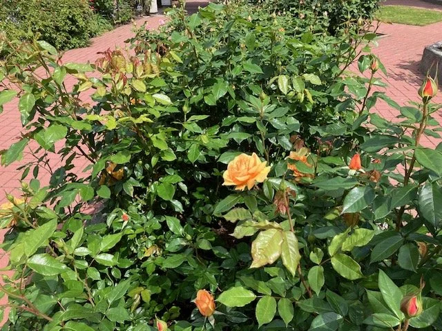garden 2.jpeg