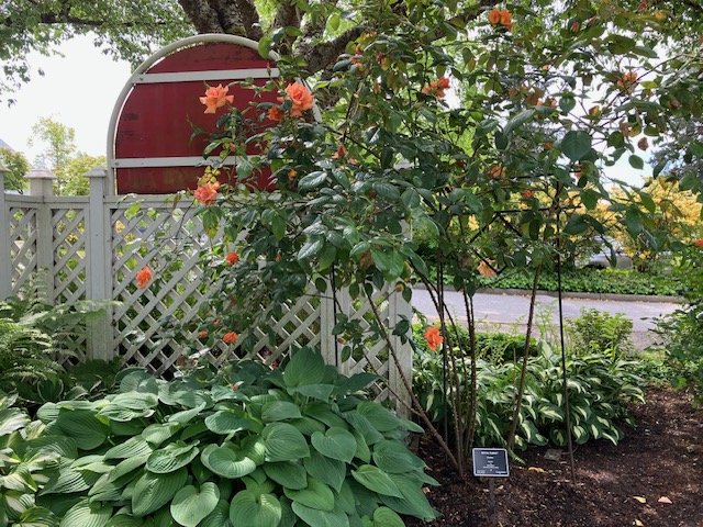 garden7.jpeg