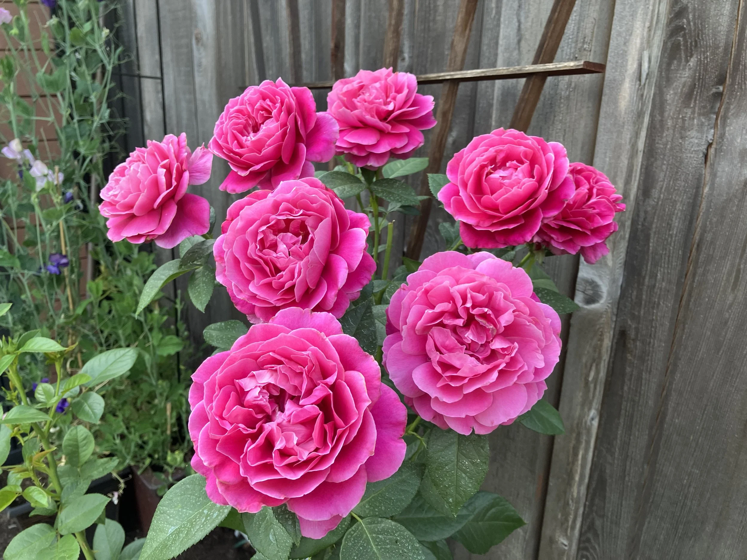 Pretty Lady Rose