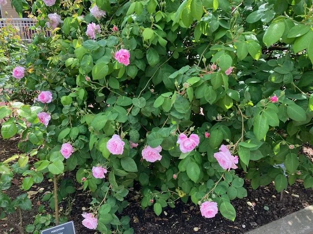 garden 4.jpeg