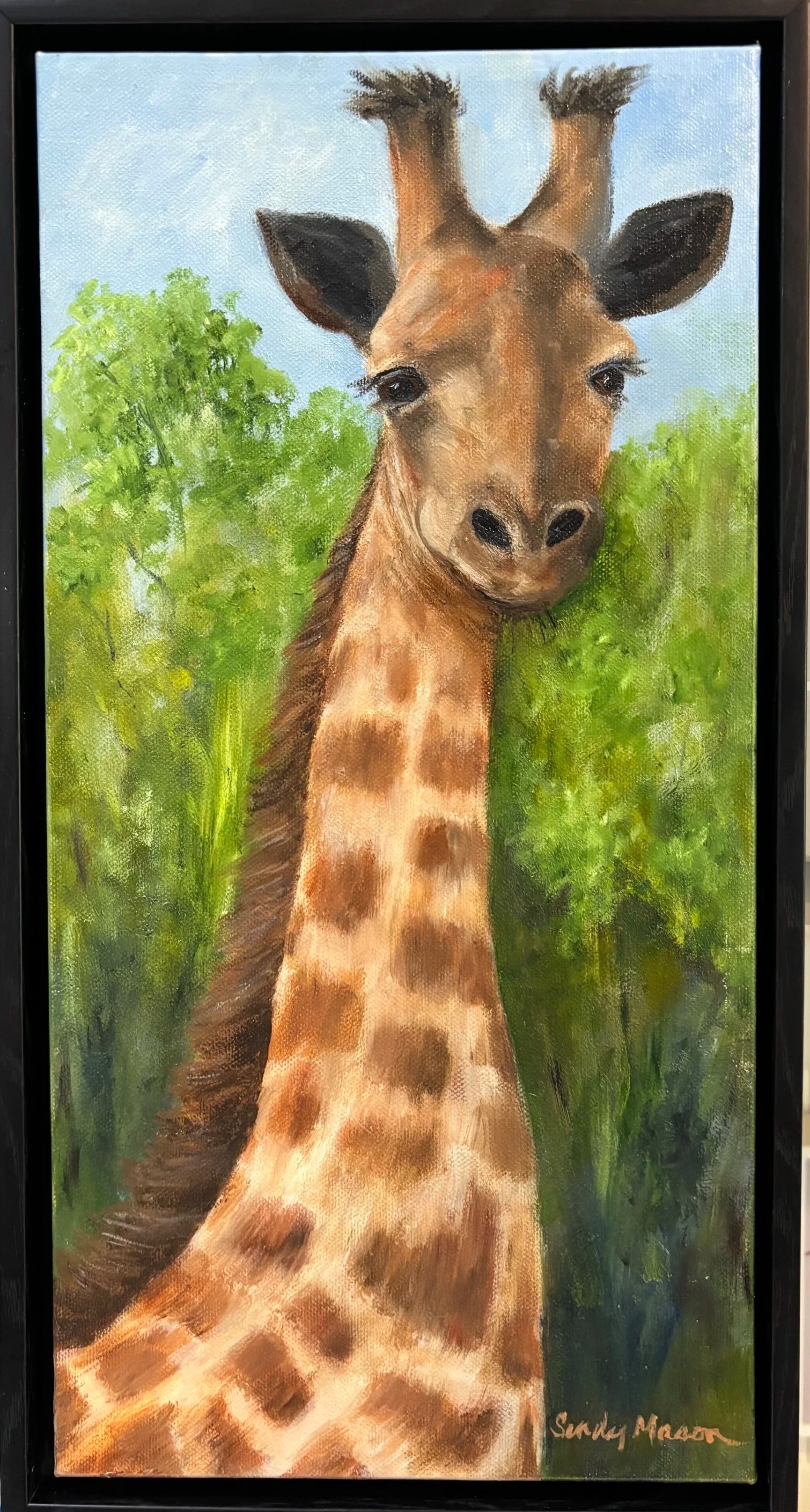 Giraffe in South Africa, 8" x 16". -  Oil