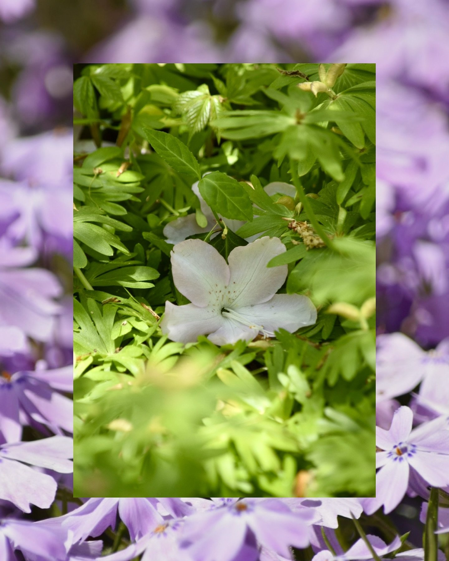 flower photos from my lovely walk this weekend 🌸🌷