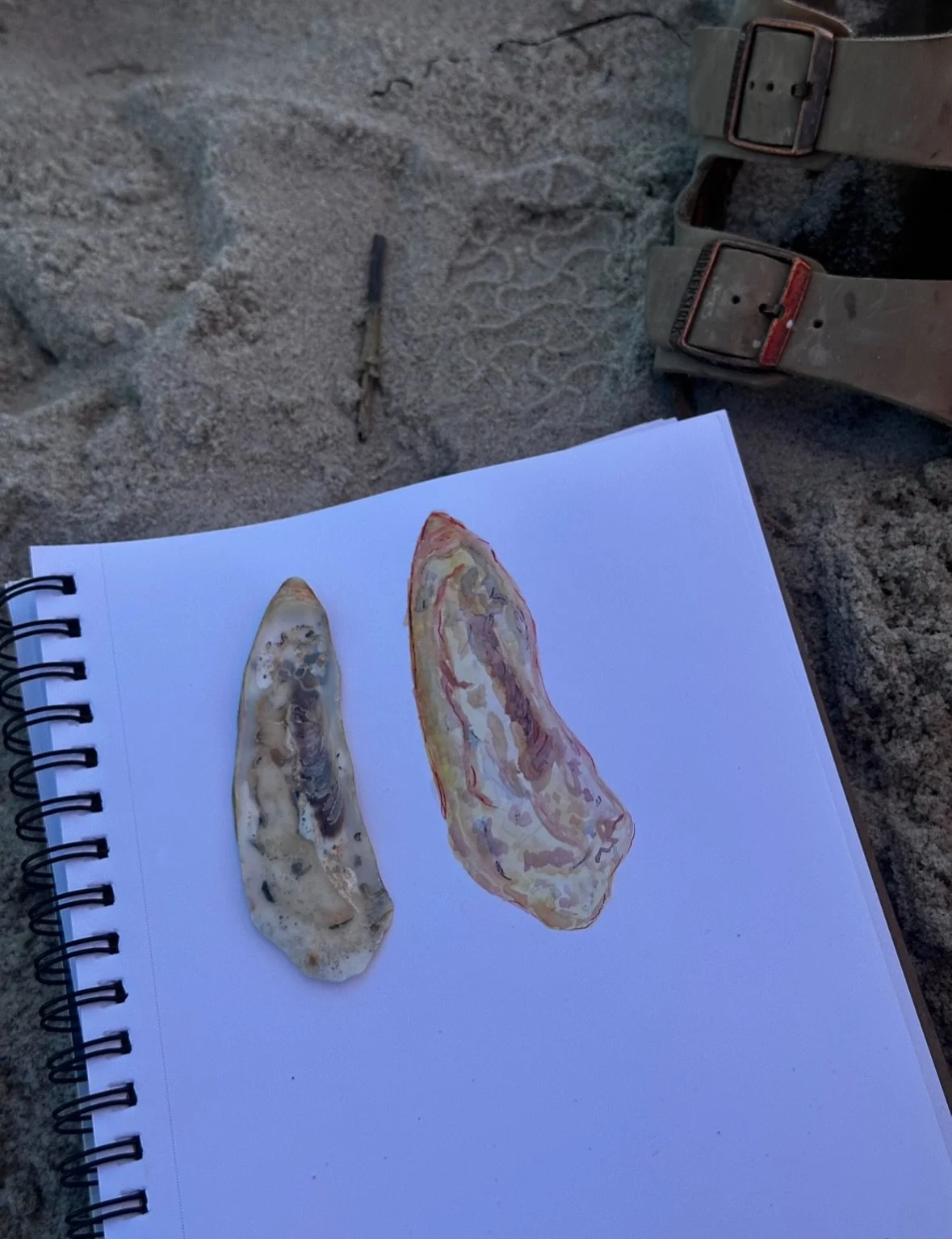 stuff from 2 different beach trips 🐚⛱️🦀