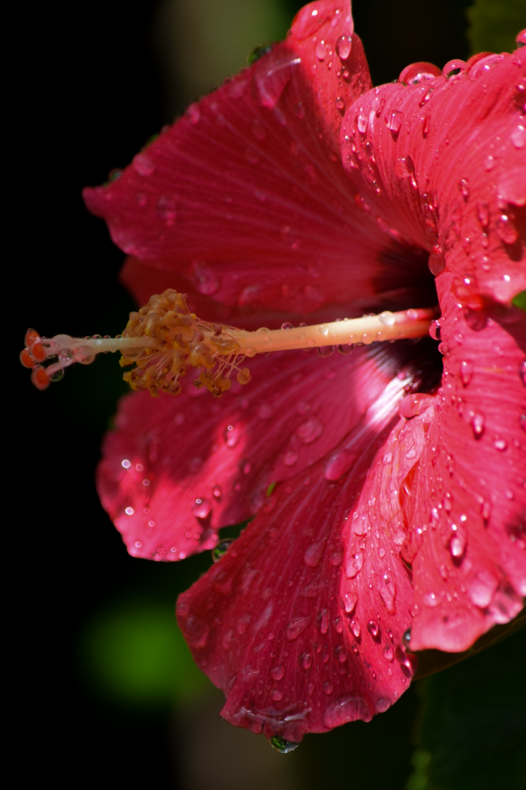 Hibiscus.png