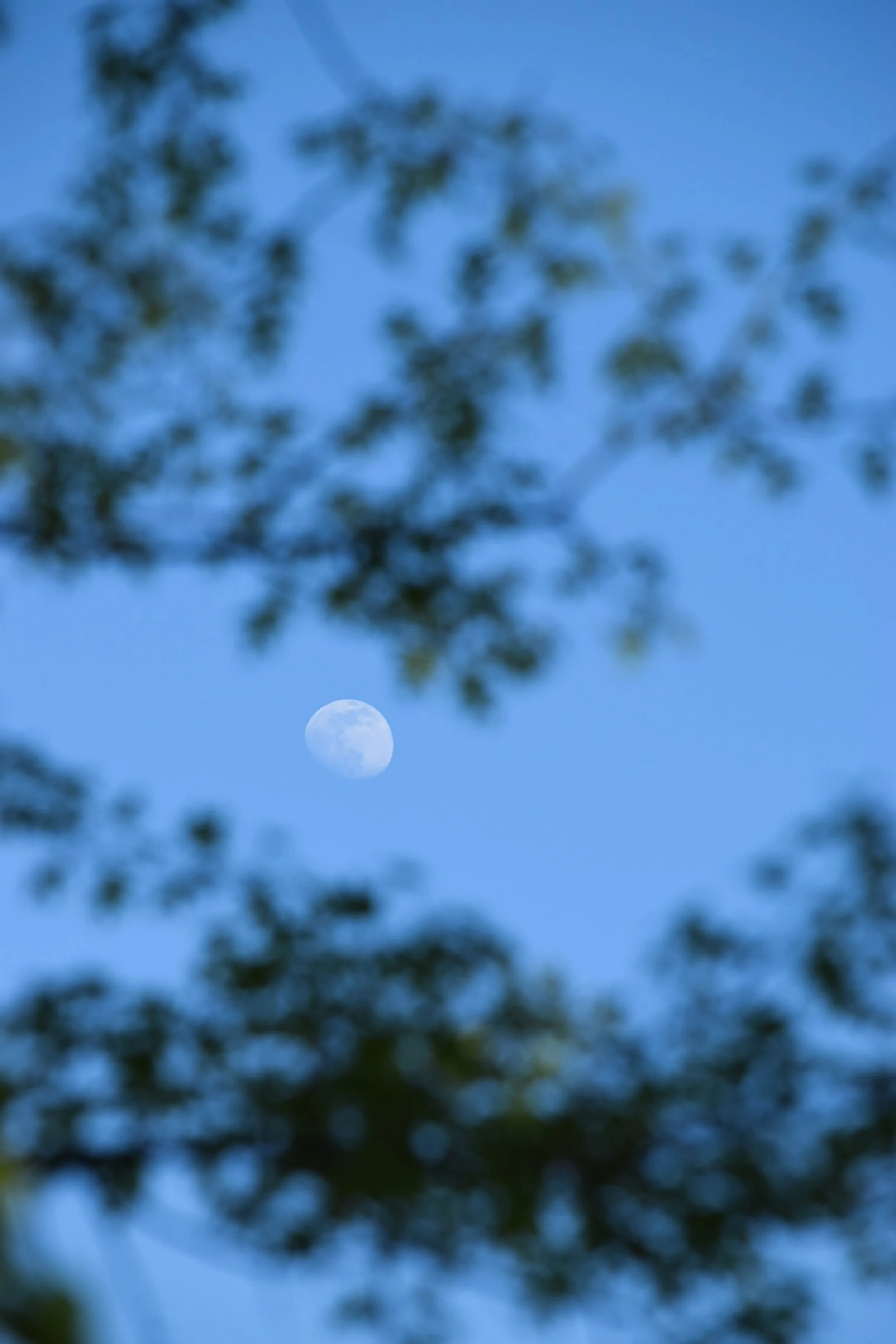 SophiaYanuzzelli_Project1 copy.jpg