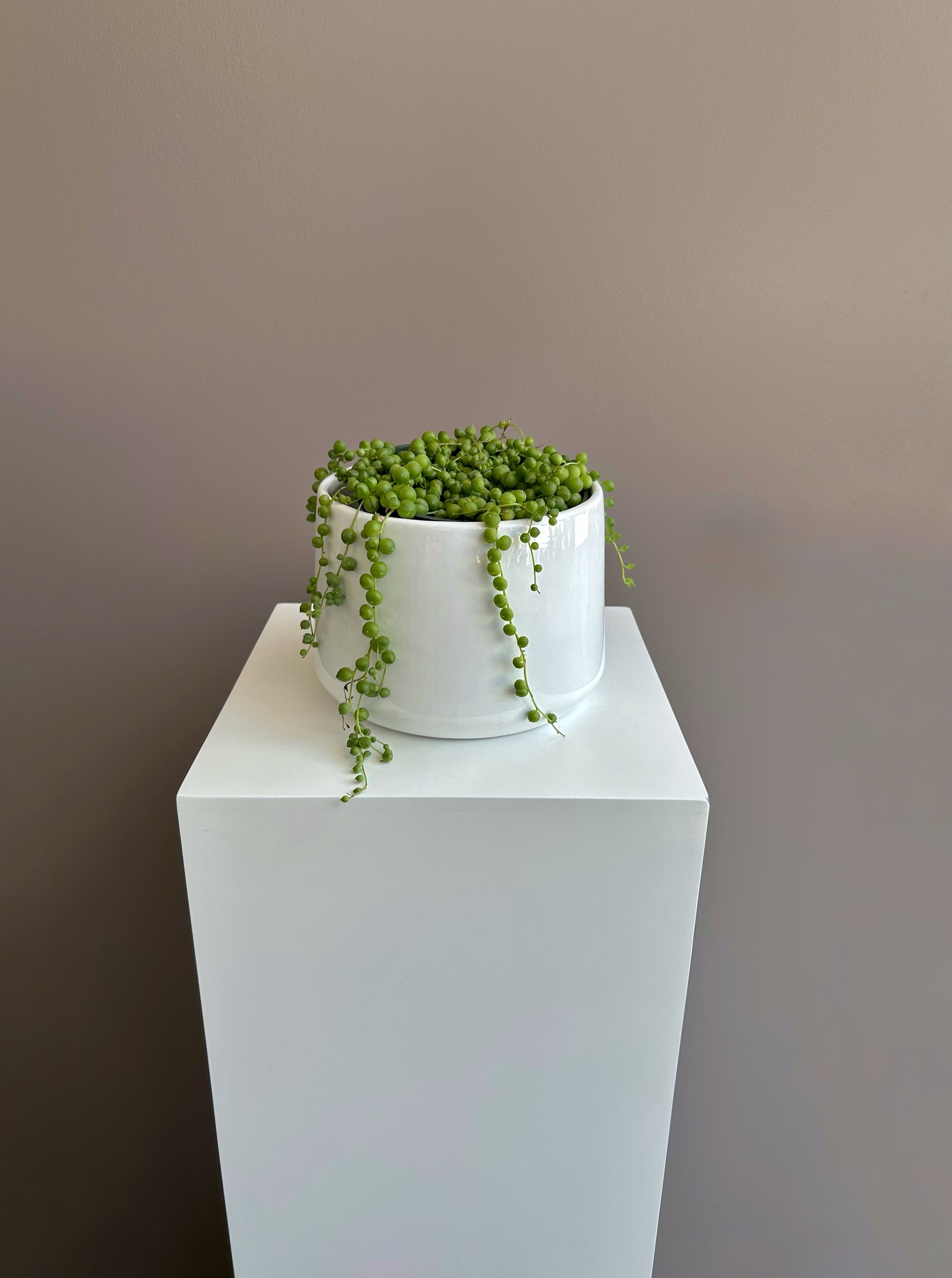 String of Pearls 6"