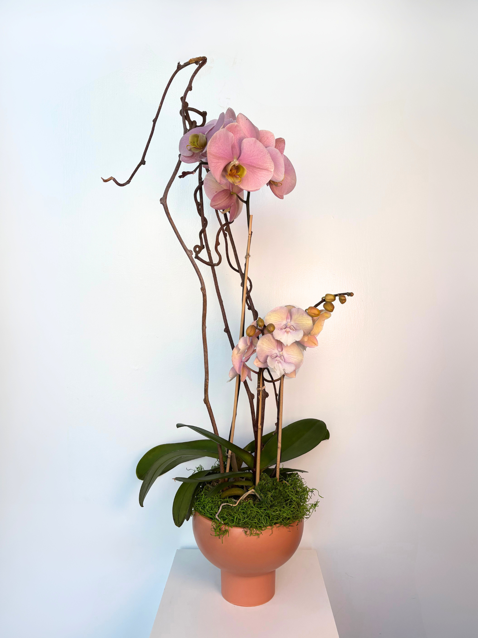 Ascending Orchid New.png