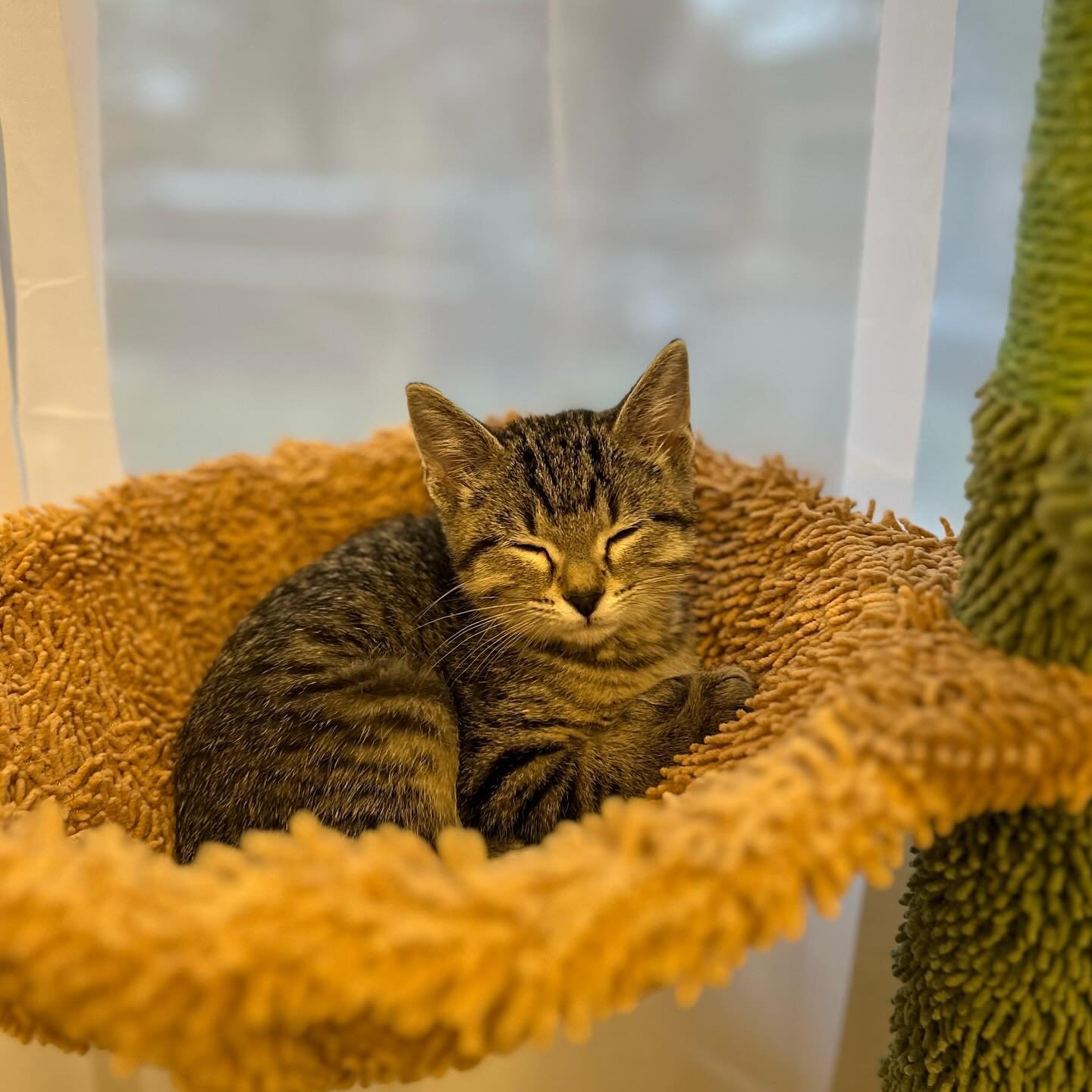 Kittens are coming 😻

Kittens will be taking over @denvercatco starting Saturday! Whether you are looking to adopt, or just hanging out, we recommend making a reservation to ensure you can come play. 

#kitten #kittenweekend #mothersday #kitty #cat 