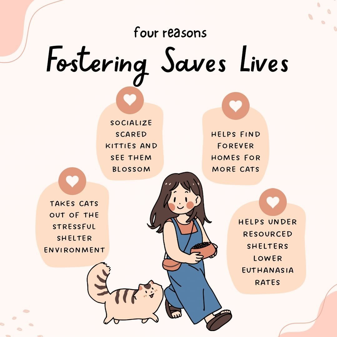 Just a few ways that #fosteringsaveslives ❤️ 

We are always looking for more fosters, especially heading into the summer! This year, we will begin accepting neonatal kittens. We are looking for fosters specifically able to manage the smallest of kit