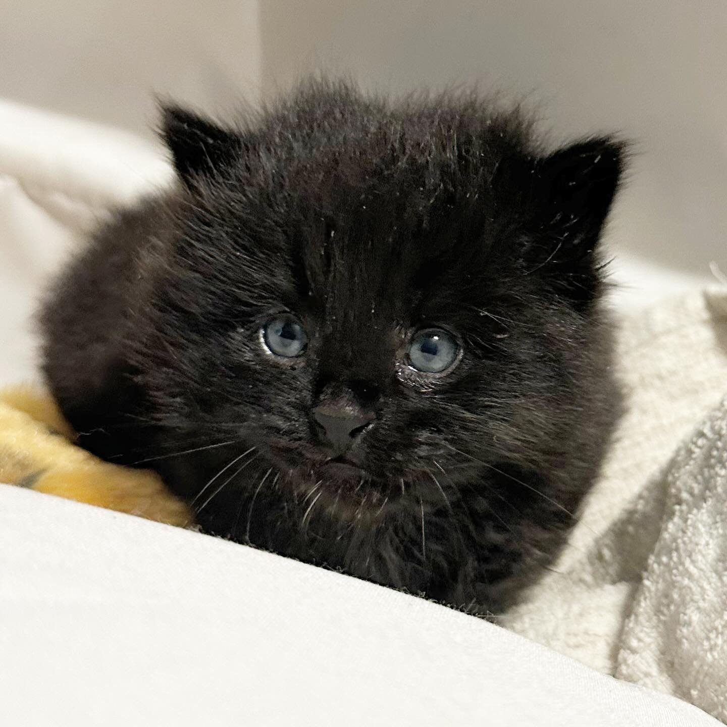 Kitten season is upon us! Our rescue has recently expanded to be able to take in the smallest of kittens, but we need your help to get this program up and running. 

We will only be able to take in orphaned kittens, or moms with kittens, if we have t