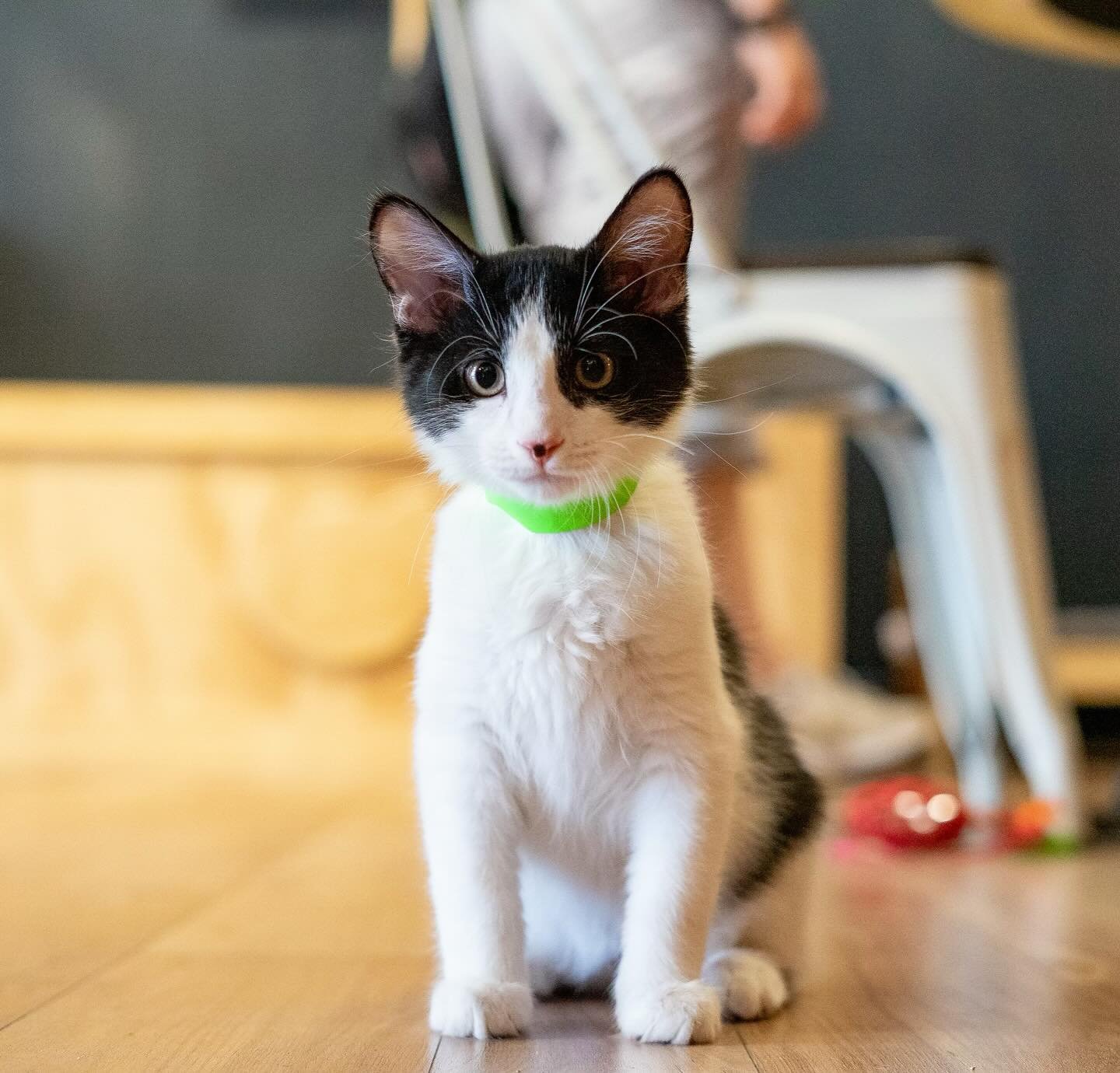 We still have 10 kittens available as of this post! Stop by @denvercatco to visit and apply for adoption 😻 

Can&rsquo;t adopt? Visit our website to volunteer or foster 🙌

(Kittens pictured might not be available when you visit)

#kittens #denver #