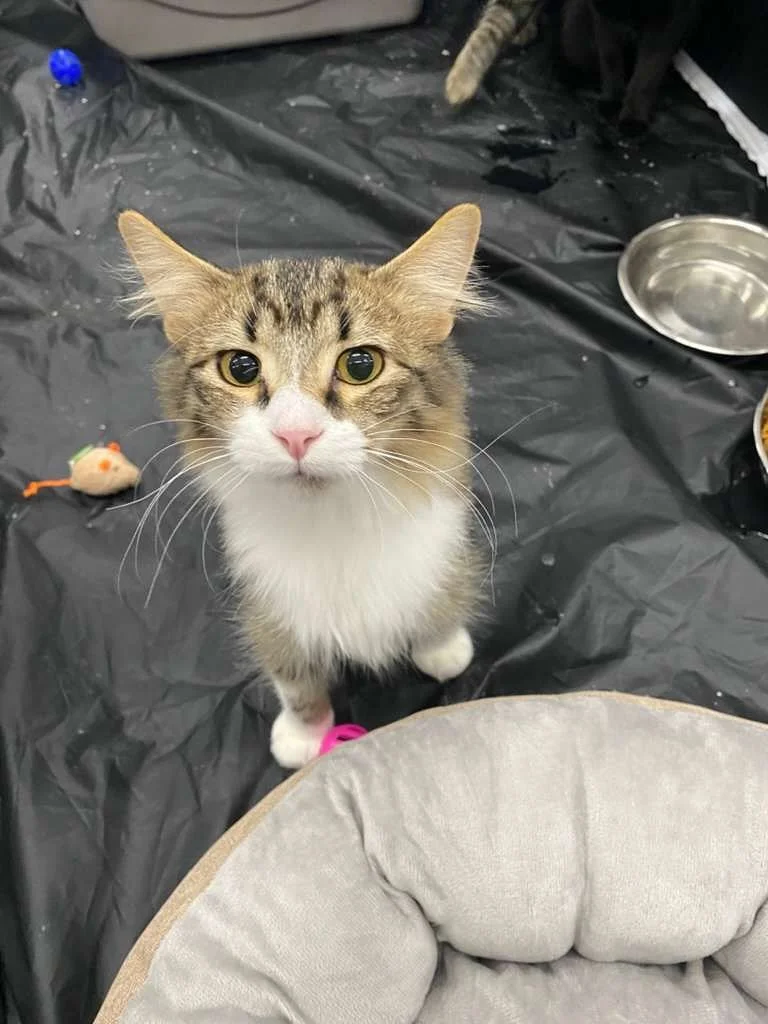 Had the best time at Colorado Cat Fest this weekend! Thank you to everyone who stopped by, supported us, cuddled kitties, donated, and submitted an adoption application. We can&rsquo;t wait to see these cats find their forever homes! 🐾💗