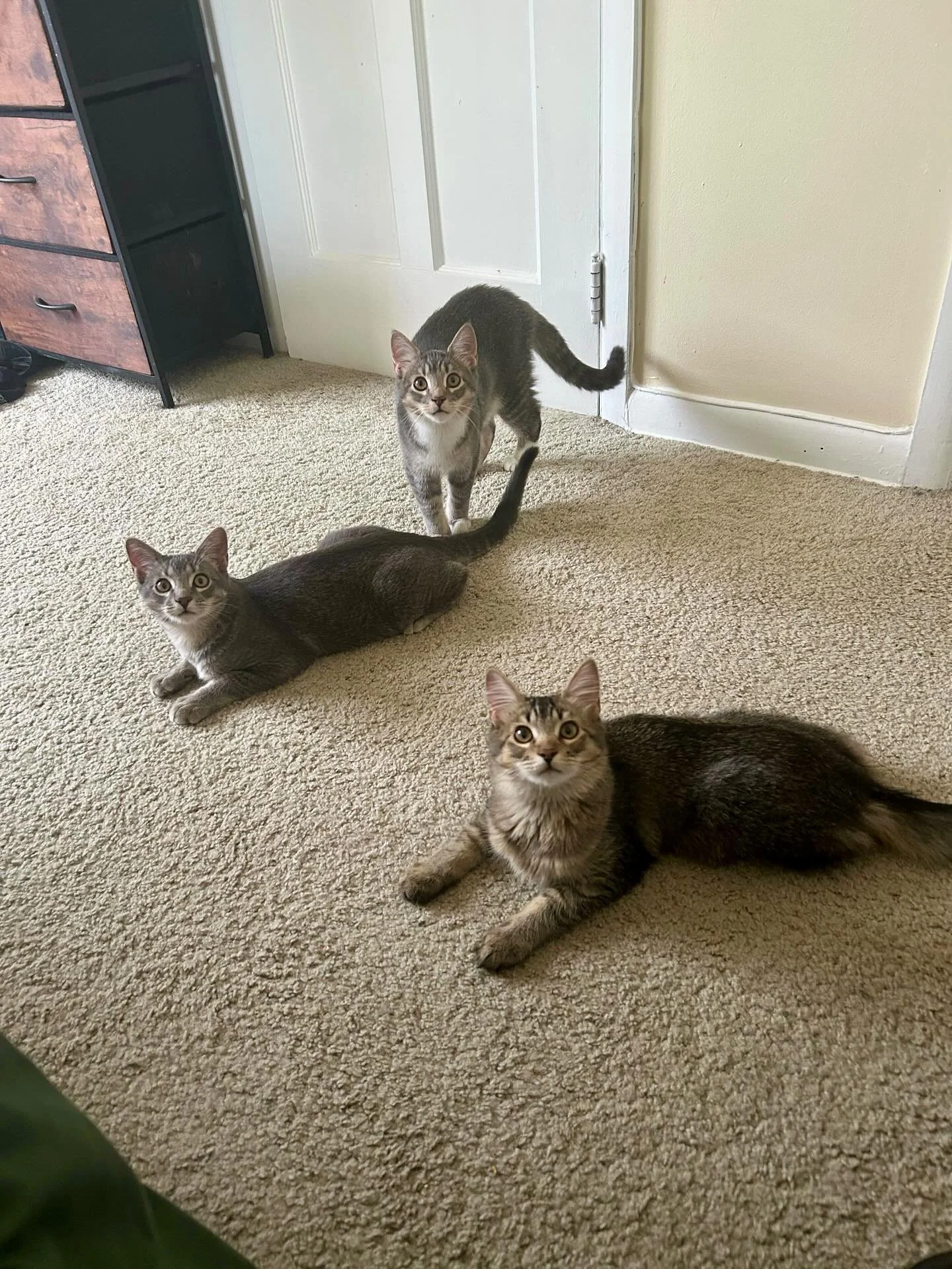 Foster Spotlight 🐾 Alex has been fostering four sweet siblings: Peter, Paul, Mary, &amp; Cherry 🍒. In just a short time, they&rsquo;ve already watched them grow and shine.

&ldquo;My foster cats brighten my day, keep me company, and honestly, give 