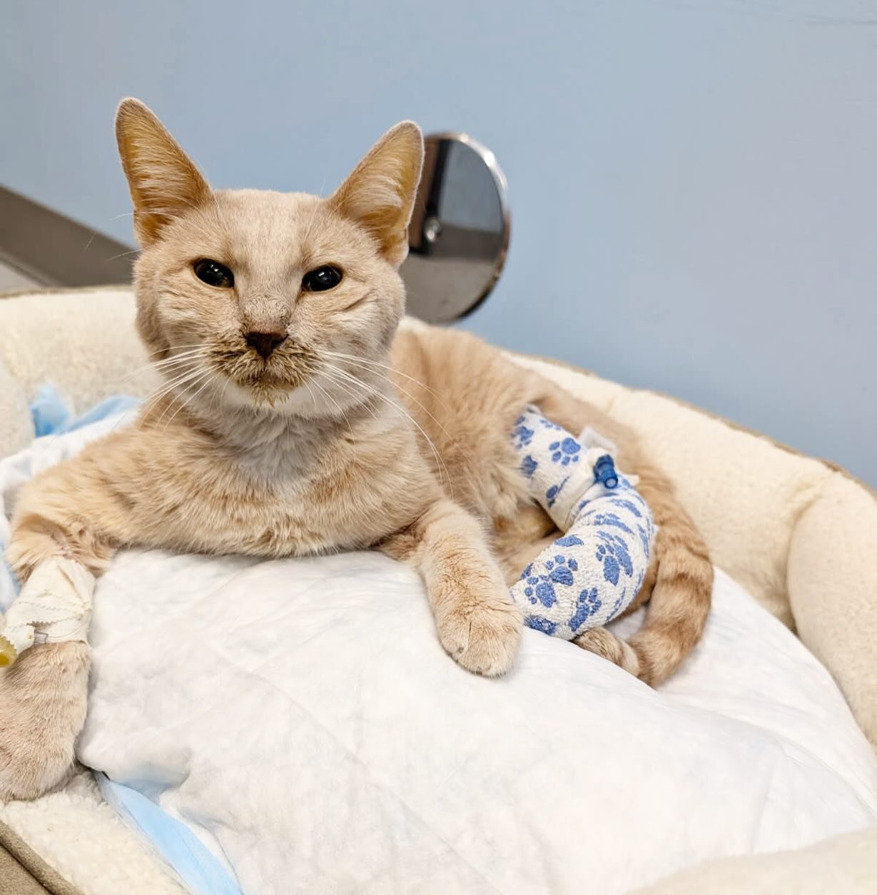 Mama kitty is on the up, but still has a long road to go. Link in bio to donate to her care! 

#donate #cat #sickcat #catrescue #rescue #catcafe