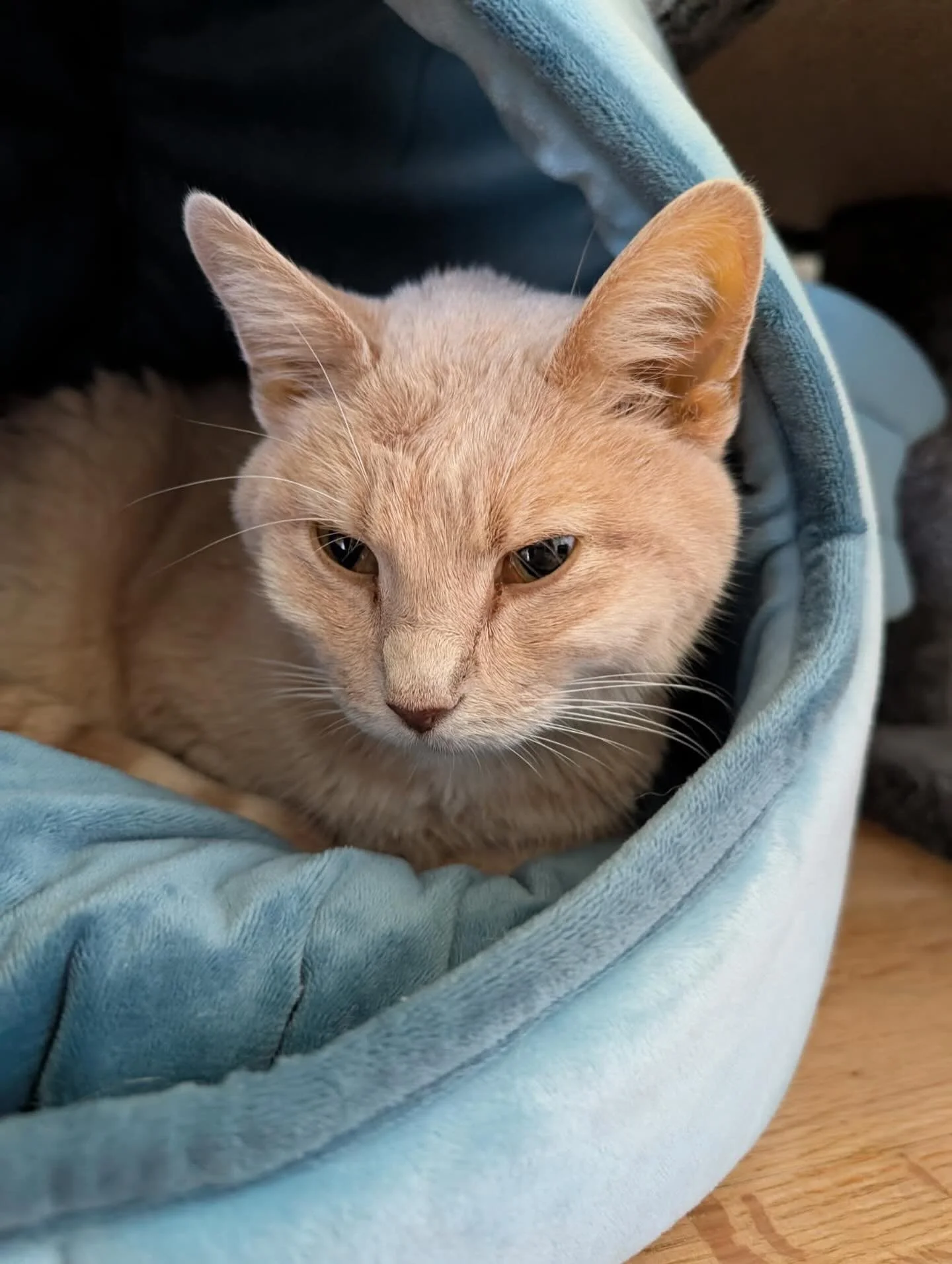🚨📢 Mama kitty needs your help! She is currently hospitalized with Hepatic Lipidosis, just days after being surrendered to us because her owner passed away. We are looking for donations to cover the $6000 hospital bill. Link in bio! 

#donate #cat #
