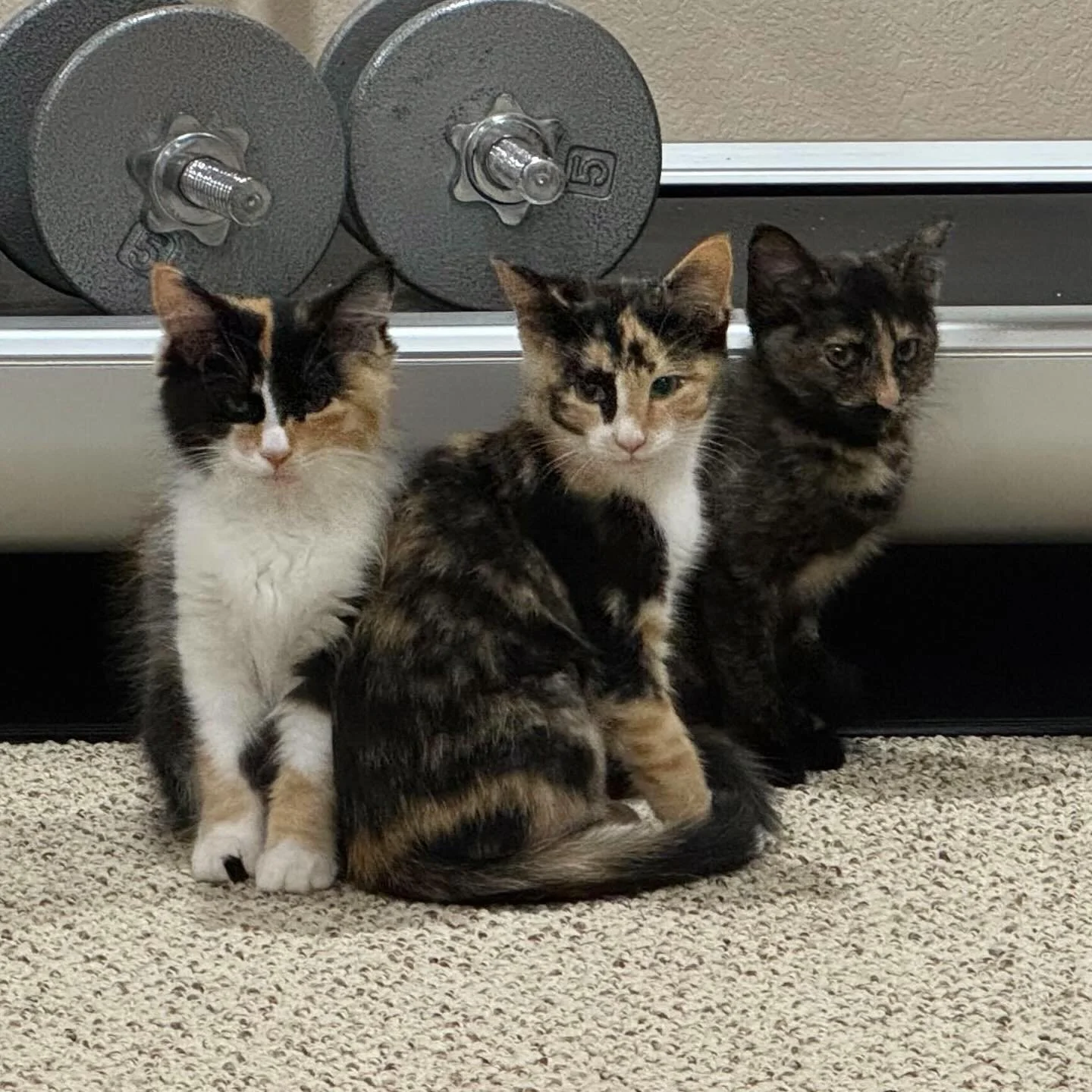 Foster Love to Deanna 💜🐾

She&rsquo;s been fostering since 2021 and recently cared for these 3 girls: Birdini, Zinny, and Claire. 

Deanna says her favorite part is getting to know all the cats&rsquo; unique personalities and helping them find lovi