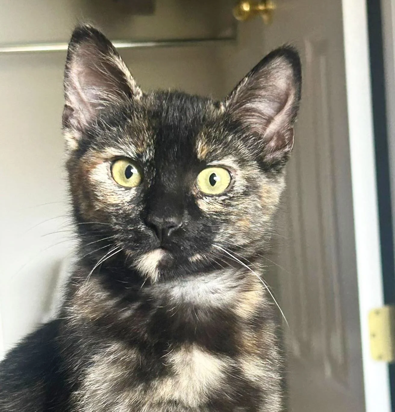 Our September volunteer training will be on Friday, September 12th at 6p! Sign up at link in bio. 

We are also always looking for fosters! 

#volunteer #training #foster #fosteringsafeslives #cat #kitten #catcafe