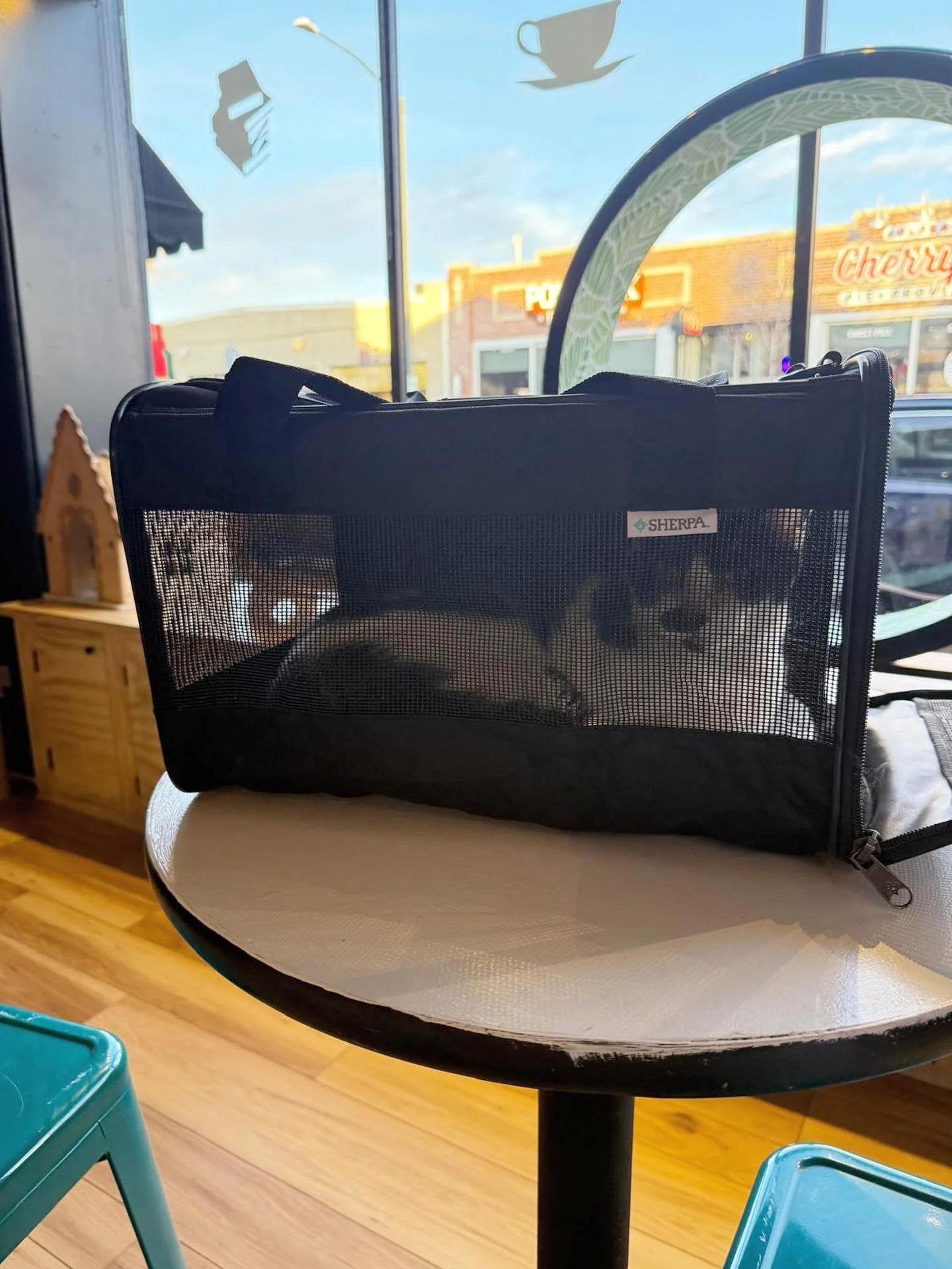 Klaus knew his family was here to adopt and helped himself into the carrier!