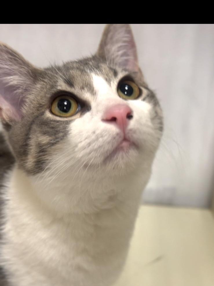 Shots from tonight&rsquo;s volunteer shift at the shelter! These kiddos are waiting on some test results before they are cafe eligible. 

You can become a volunteer too! Check out the link in bio.
