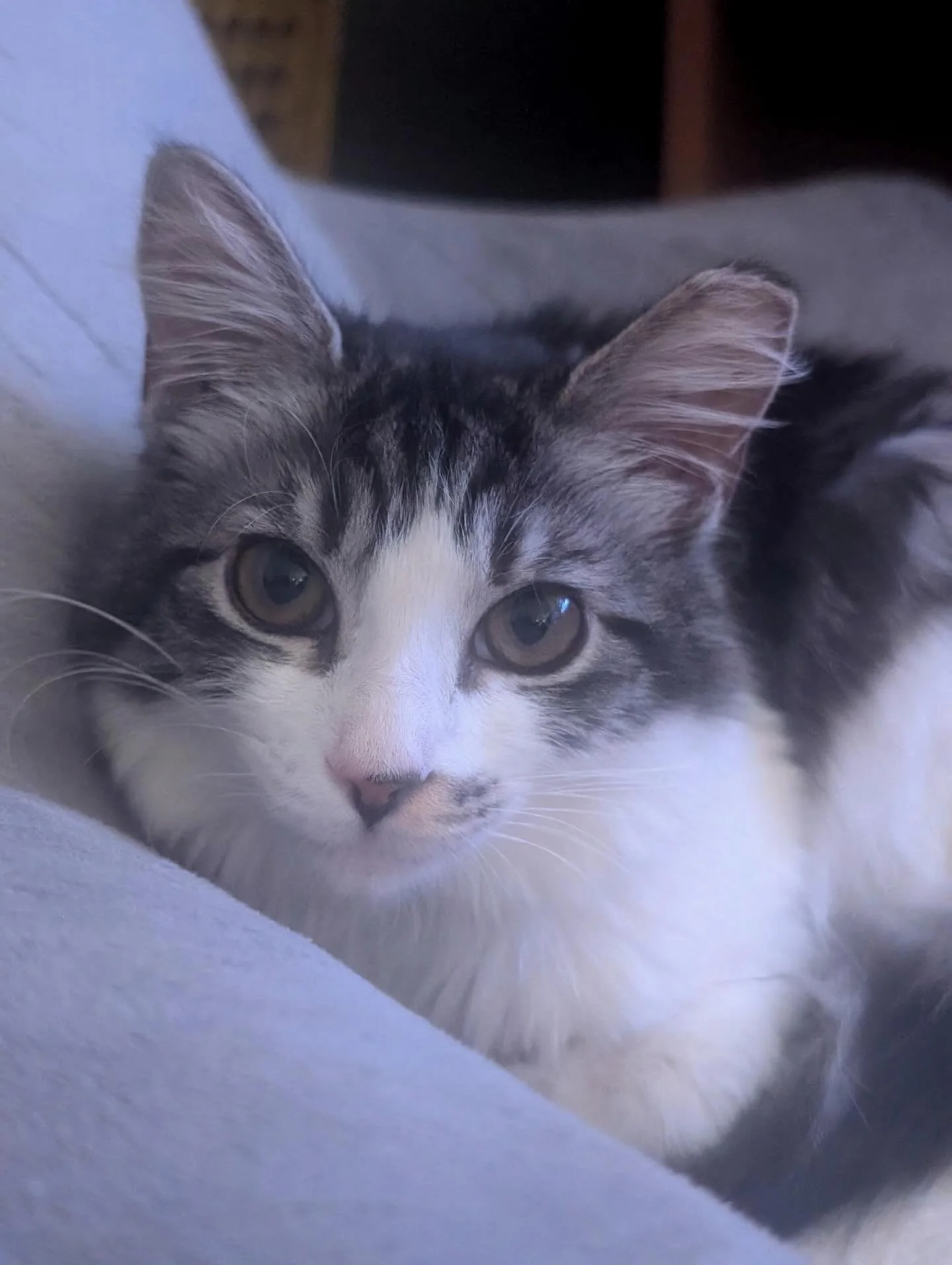 Adoption update! Adagio (formerly Ruby) settling into her new home ❤️ Adagio was adopted at the end of January and, according to her adopters, "loves to play fetch and purrs constantly". We love seeing our kitties thriving!