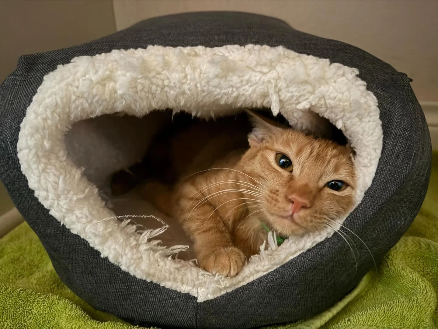 Happy #FosterFriday from Cherry! Cherry came to us all the way from Maui. Our Hawaii cats are expert travelers- the journey takes them 2 days from start to finish. Having cozy foster homes ready upon arrival gives them a safe place to decompress, adj