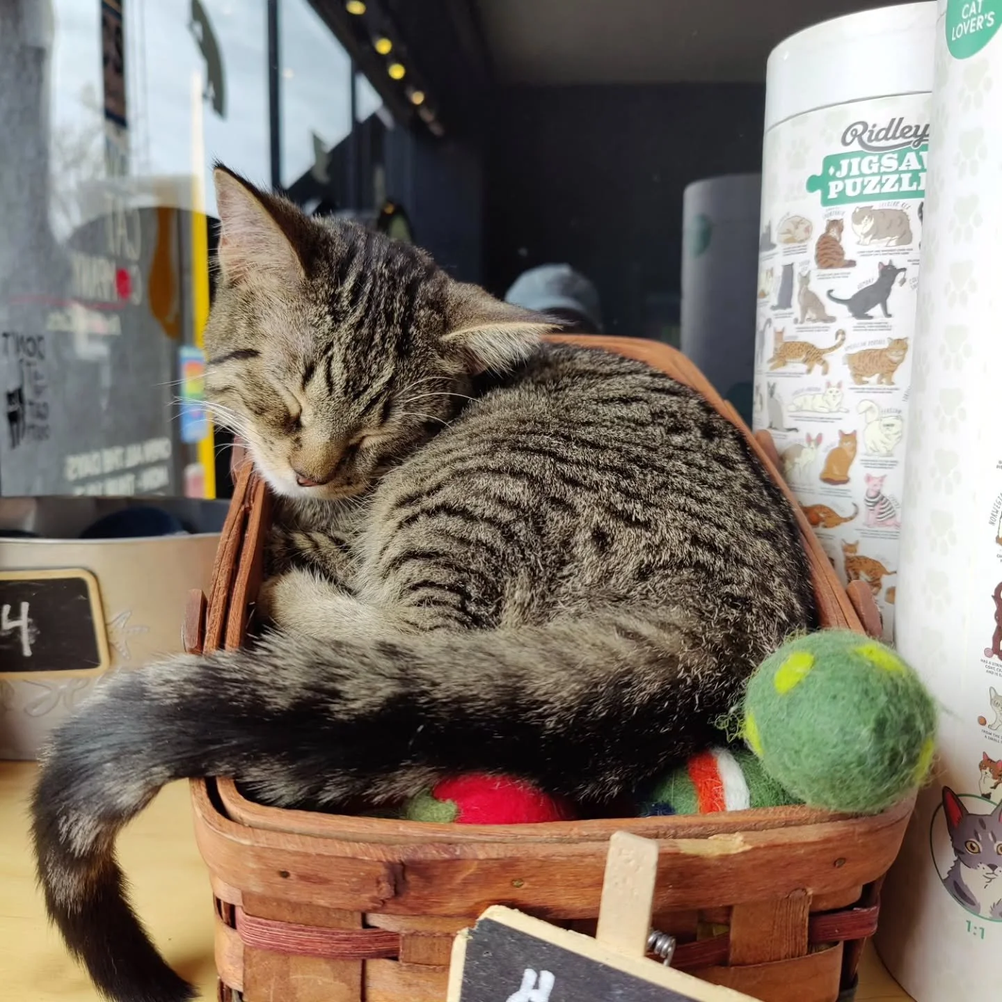 The lion does not concern himself with possible destruction of property