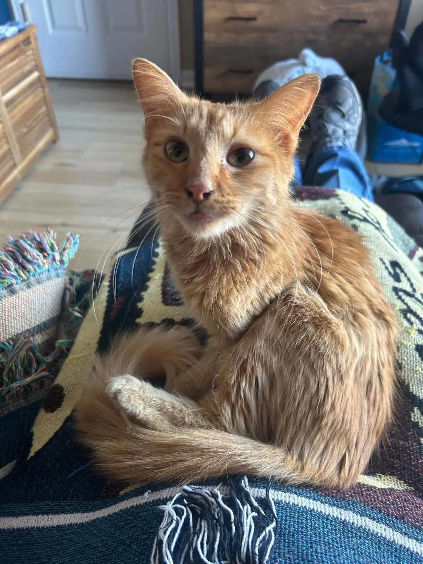 Happy #FosterFriday from Satsuma! Don't let her size fool you- although she may be little, Satsuma is a 1.5 year old lady that came to Denver Cat Rescue from Mexico. She was found on an electrical pole, and is now enjoying life with her wonderful fos