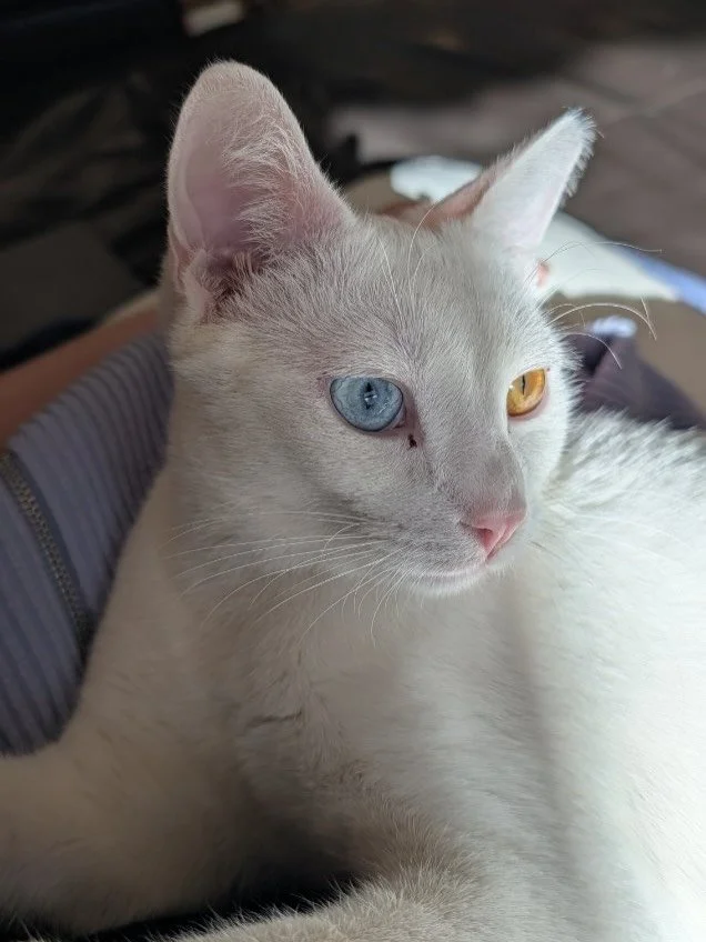 Happy #FosterFriday from Coconut! Coconut is a 7 month old sweetheart that came to Denver Cat Rescue from Hawaii. His foster reports that he's playful, energetic, and loves watching birds on YouTube. 
Coconut is FeLV+, meaning he won't be able to joi