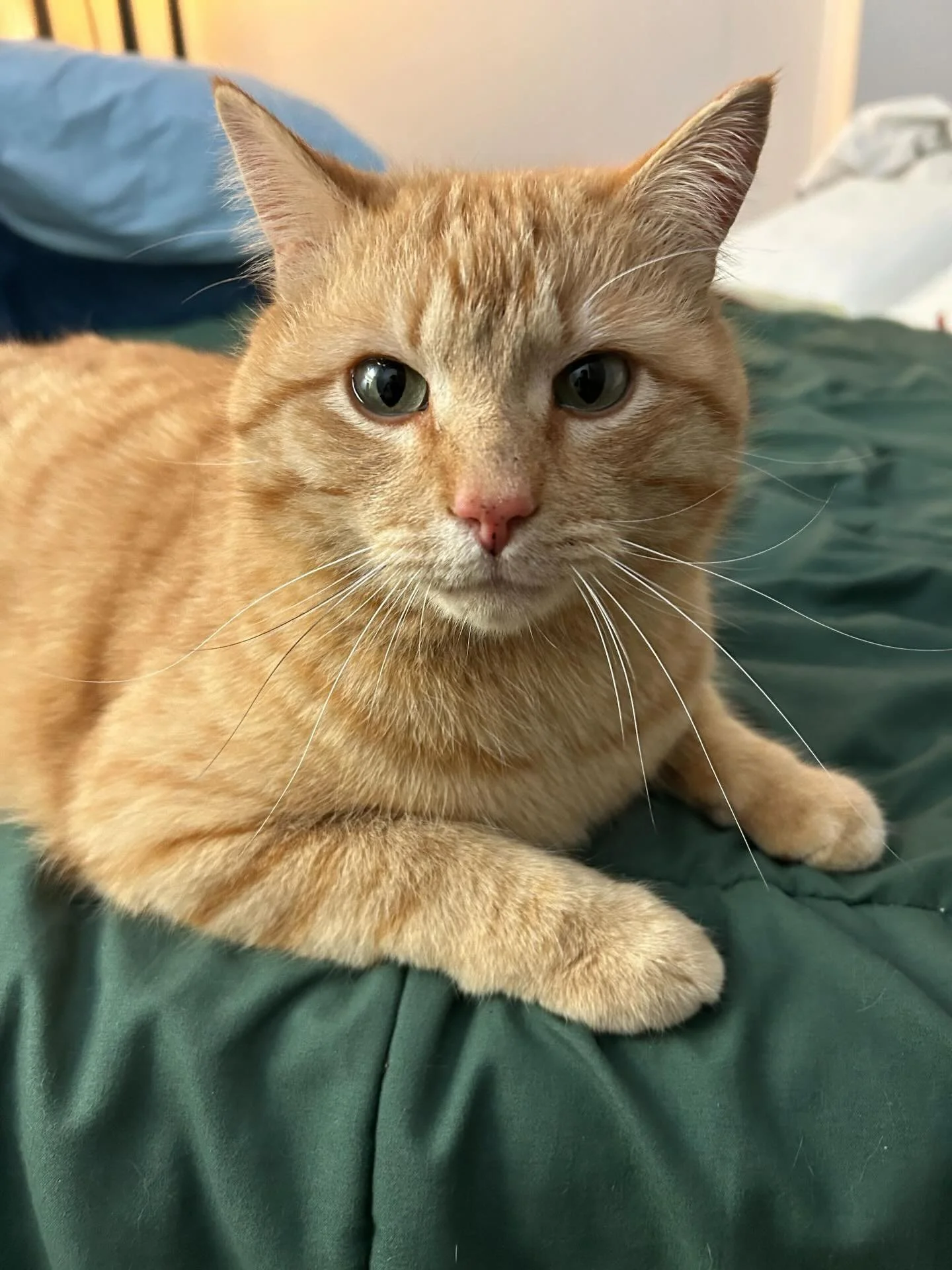 Happy #FosterFriday from Ginger! He's a chunky orange boy who came to Denver Cat Rescue earlier this week. He's a friendly, social guy who can't wait to meet all his friends at the cafe 🧡