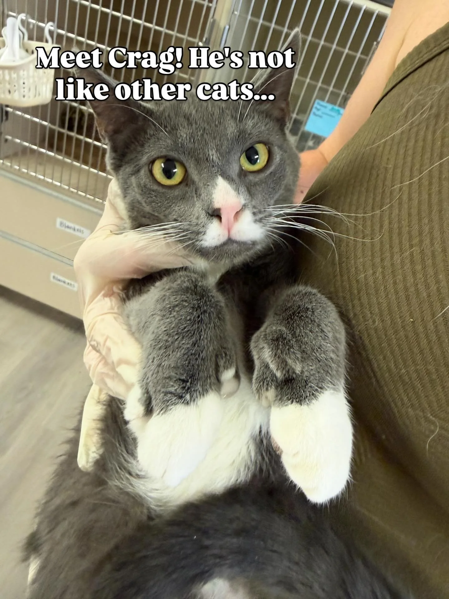 Meet Crag! He's a 1.5 year old boy that came to Denver Cat Rescue with plenty of toes AND love to give. 
Crag is a polydactyl cat, which means he has a genetic mutation that causes extra toes. Polydactyly can show up a in a few different variations. 