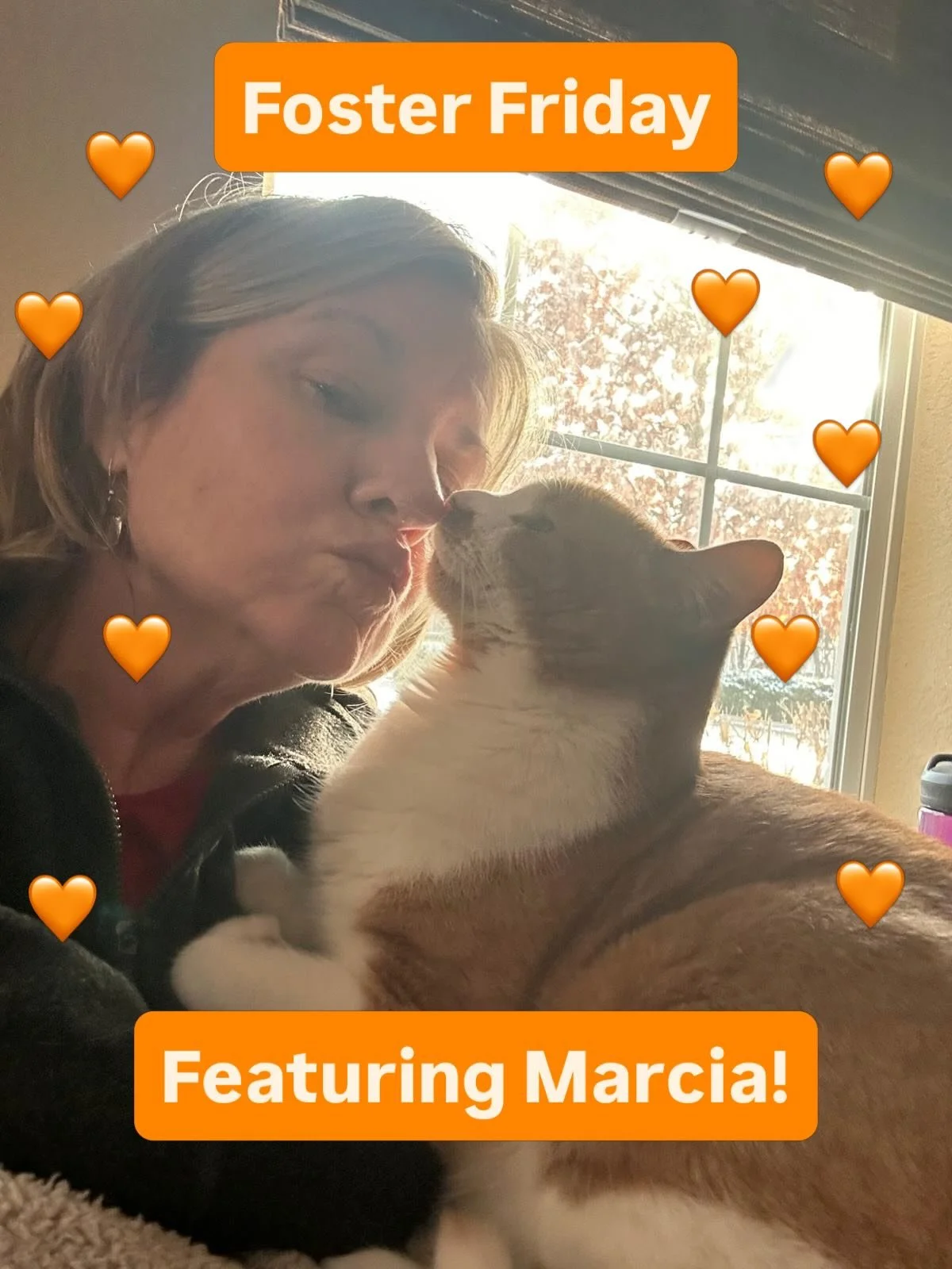 Foster Friday Spotlight🐈 Introducing Marcia, a volunteer and foster with the Denver Cat Rescue! Marcia&rsquo;s been involved with DCR for 3 years (fostering for 5 years) and is an integral part of keeping the rescue going. She aids in daily tasks su