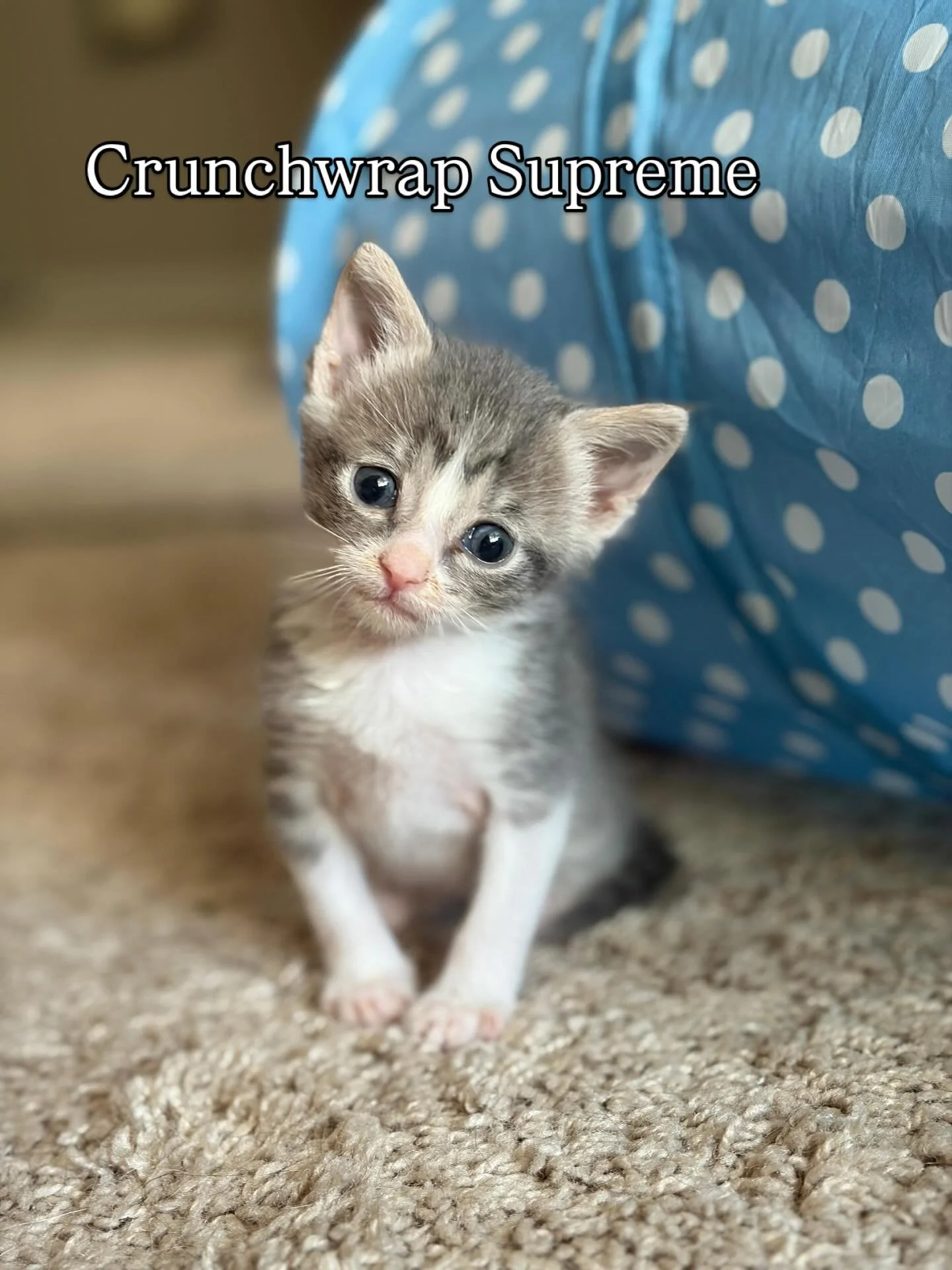 Meet Taco Belle and her babies 🌮 Crunchwrap Supreme, Cheesy Gordita Crunch, and Beefy 5 Layer Burrito ❤️
Swipe to see how much they've grown!
🌮
Taco Belle and her little menu items came into the care of Denver Cat Rescue in early May. Upon intake, 