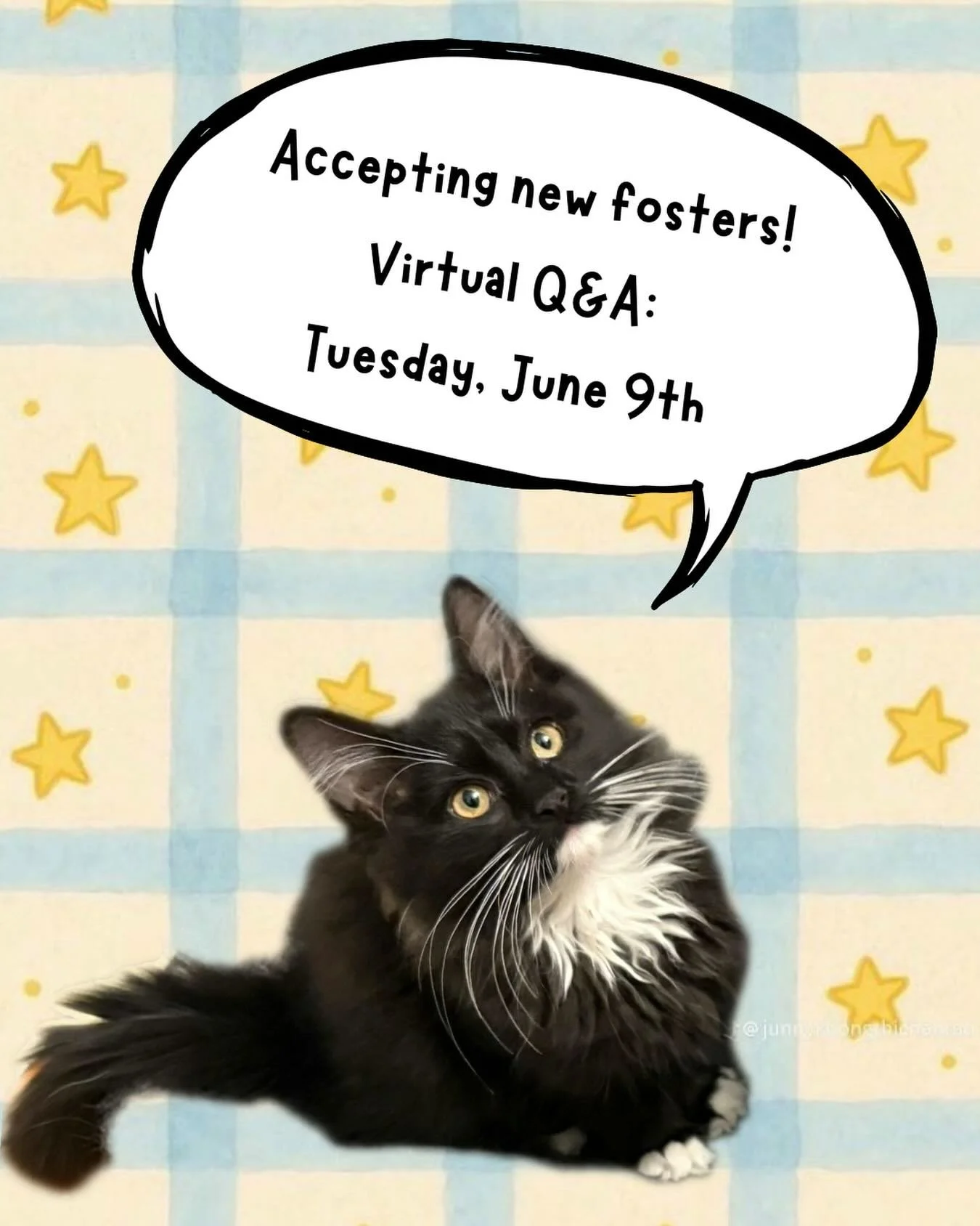 This #fosterfriday, we're on the lookout for new fosters! 🥳 

Want to contribute to saving kitties like Hildy (pictured above)?Become a foster with Denver Cat Rescue! Every time a new foster joins the Denver Cat Rescue team, we're able to increase o