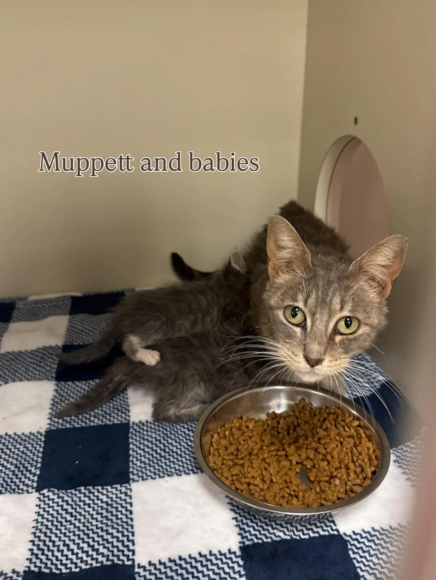 🐾🐱🐈&zwj;⬛

What was supposed to be a standard intake of a few litters of kittens turned into a much bigger undertaking for the Denver Cat Rescue team on Monday evening. Many of these cats, like Dimitri and Piglin, were at risk of euthanasia. With 