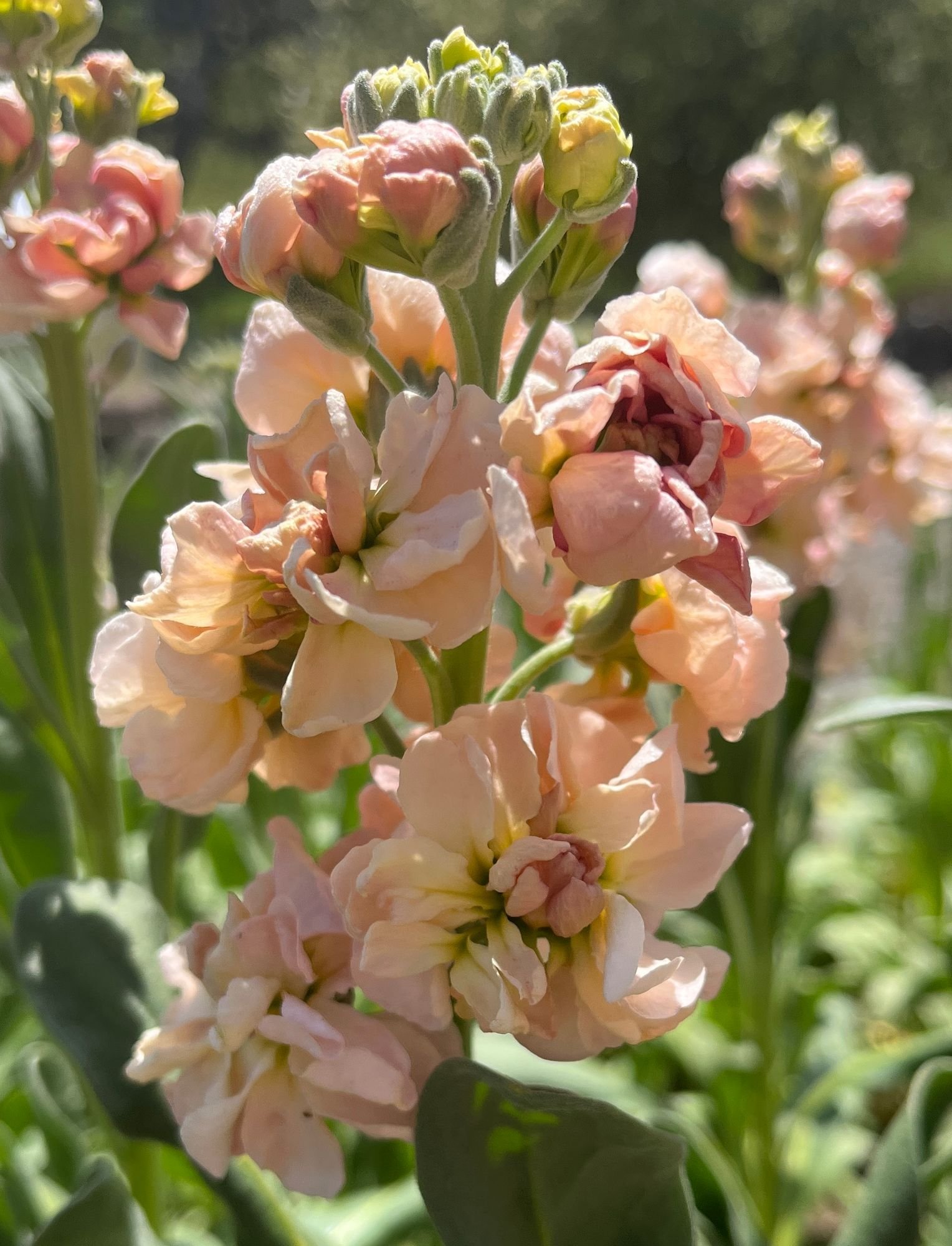 MATTHIOLA incana Apricot