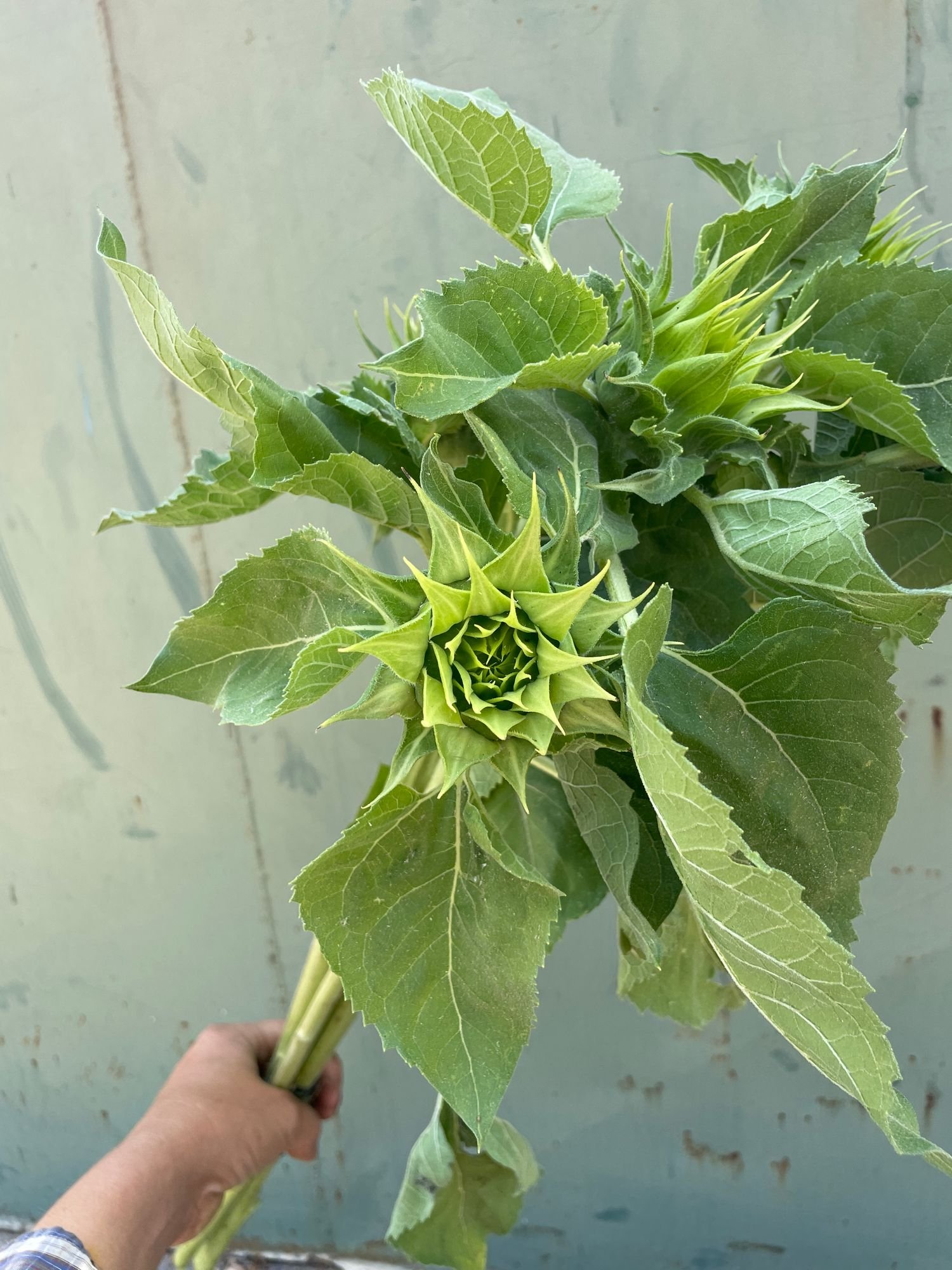 HELIANTHUS annuus SunFill Green