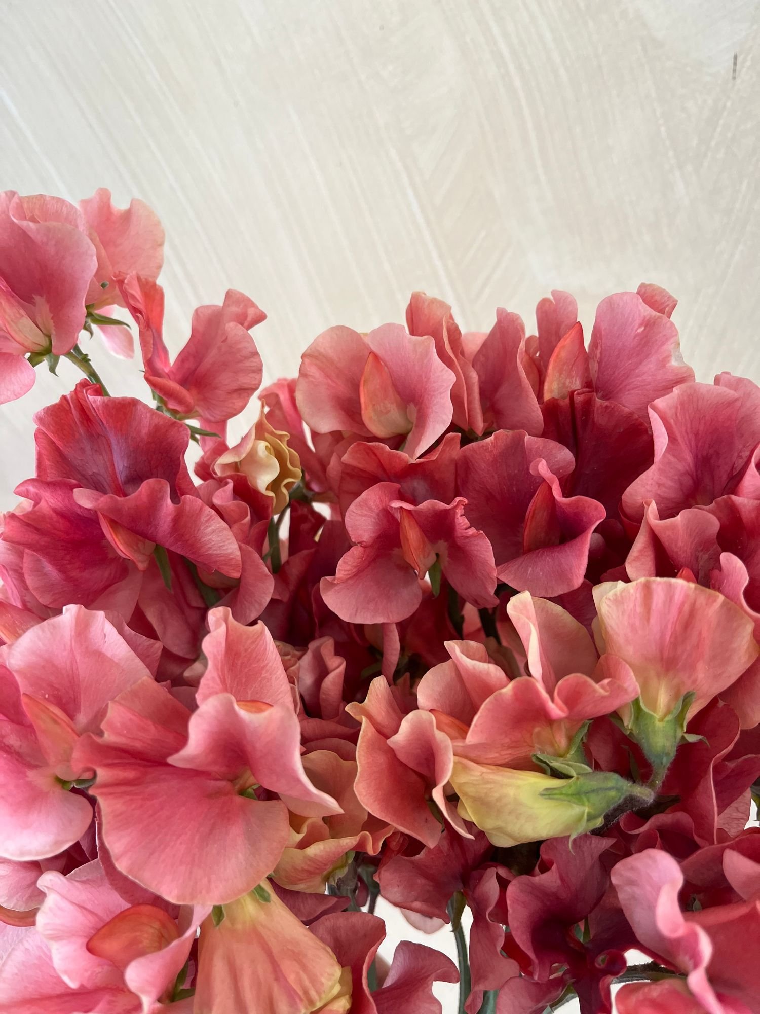 Sweet Pea 'King's Ransom' $14 bu