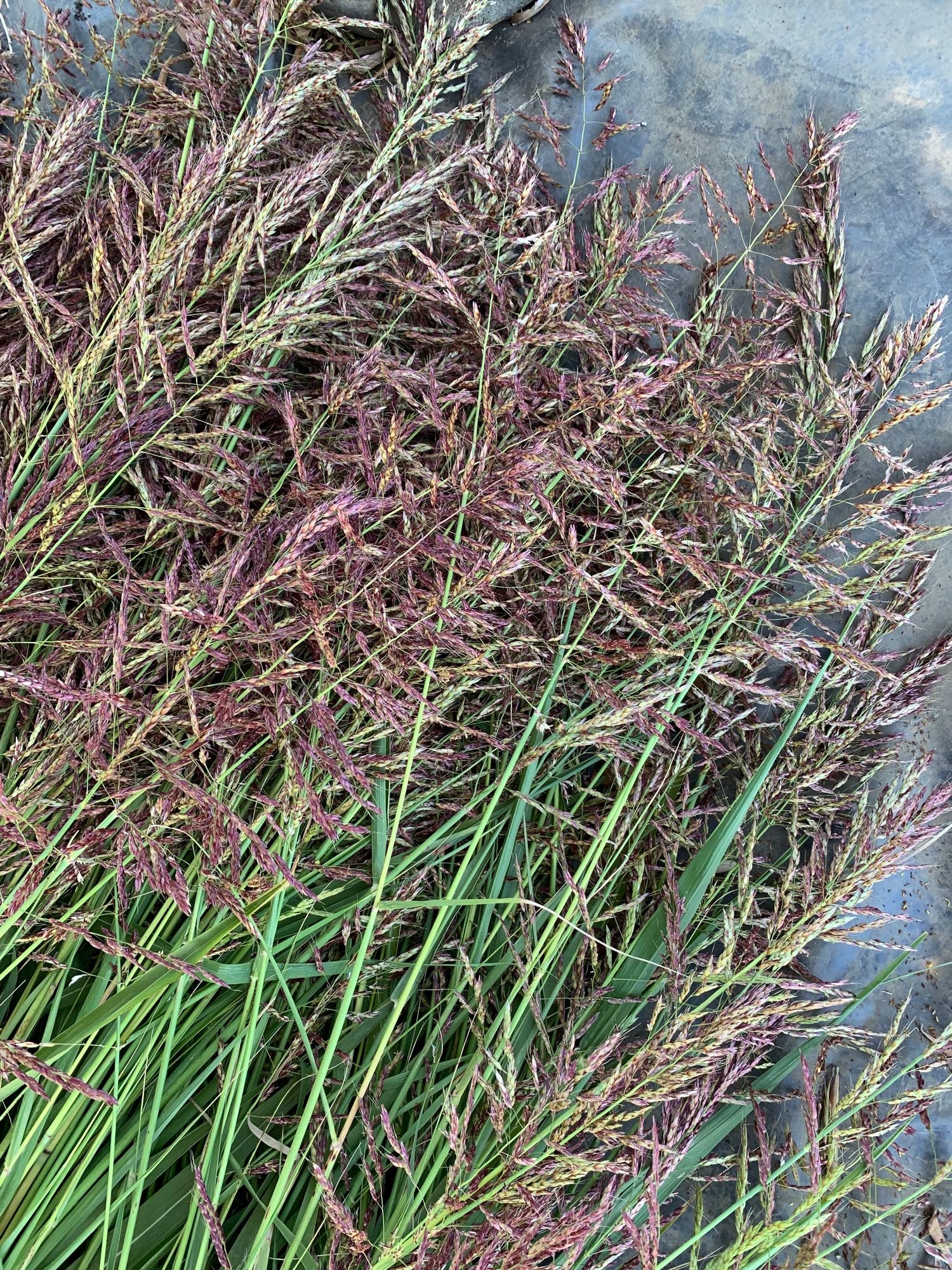 Johnsons Grass $11 bu