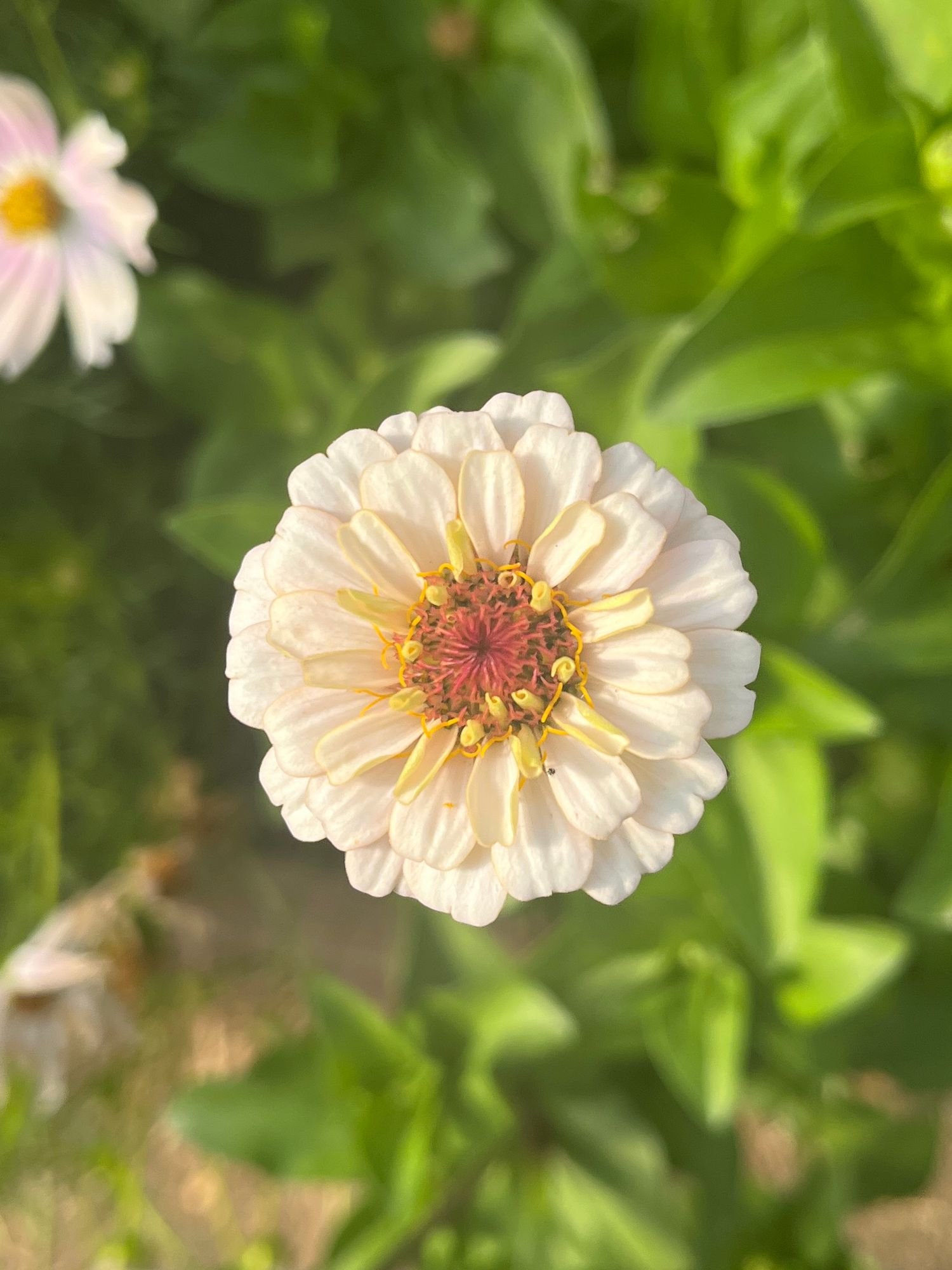 Zinnia 'Victorian Wedding'