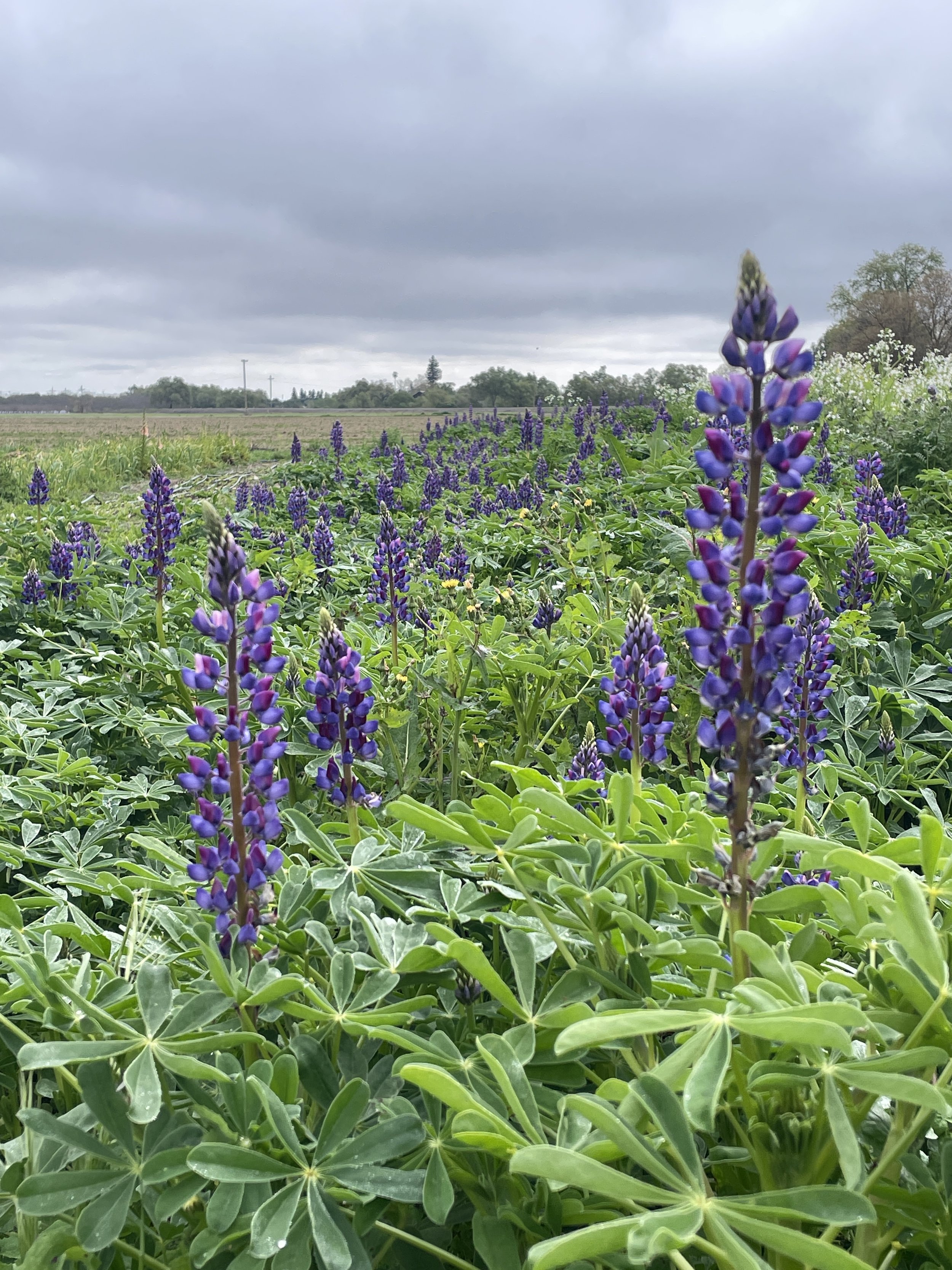 Lupine 'Arroyo'