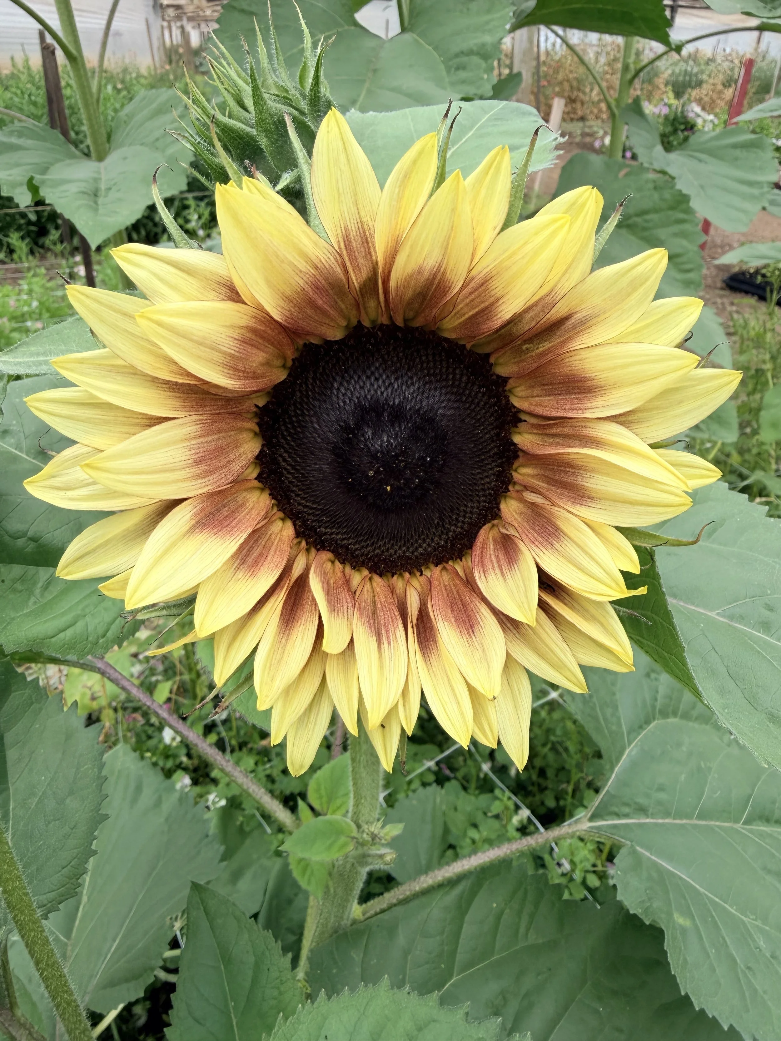 HELIANTHUS annuus Strawberry Blonde