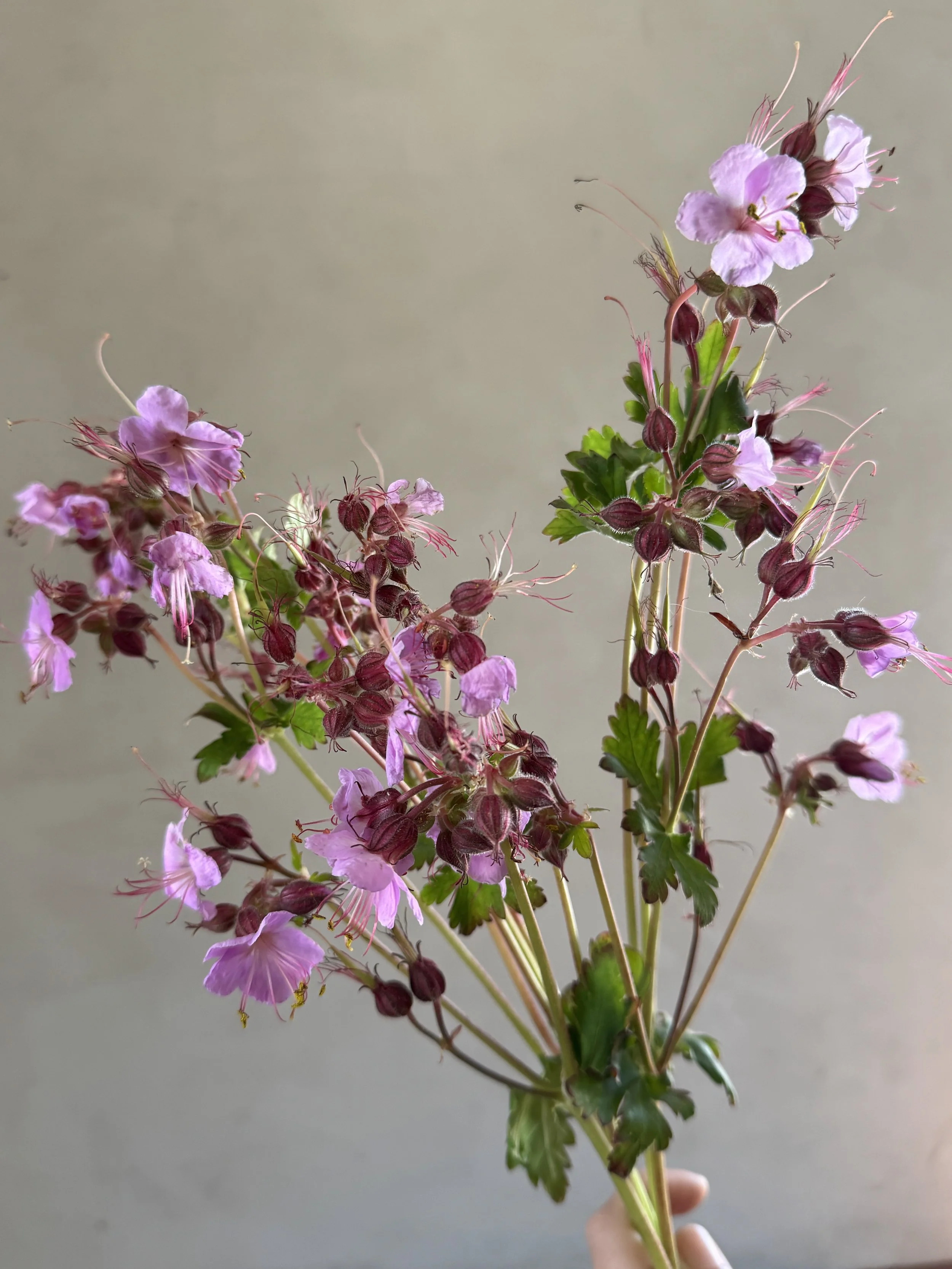 GERANIUM macrorrhizum Ingwersens Variety