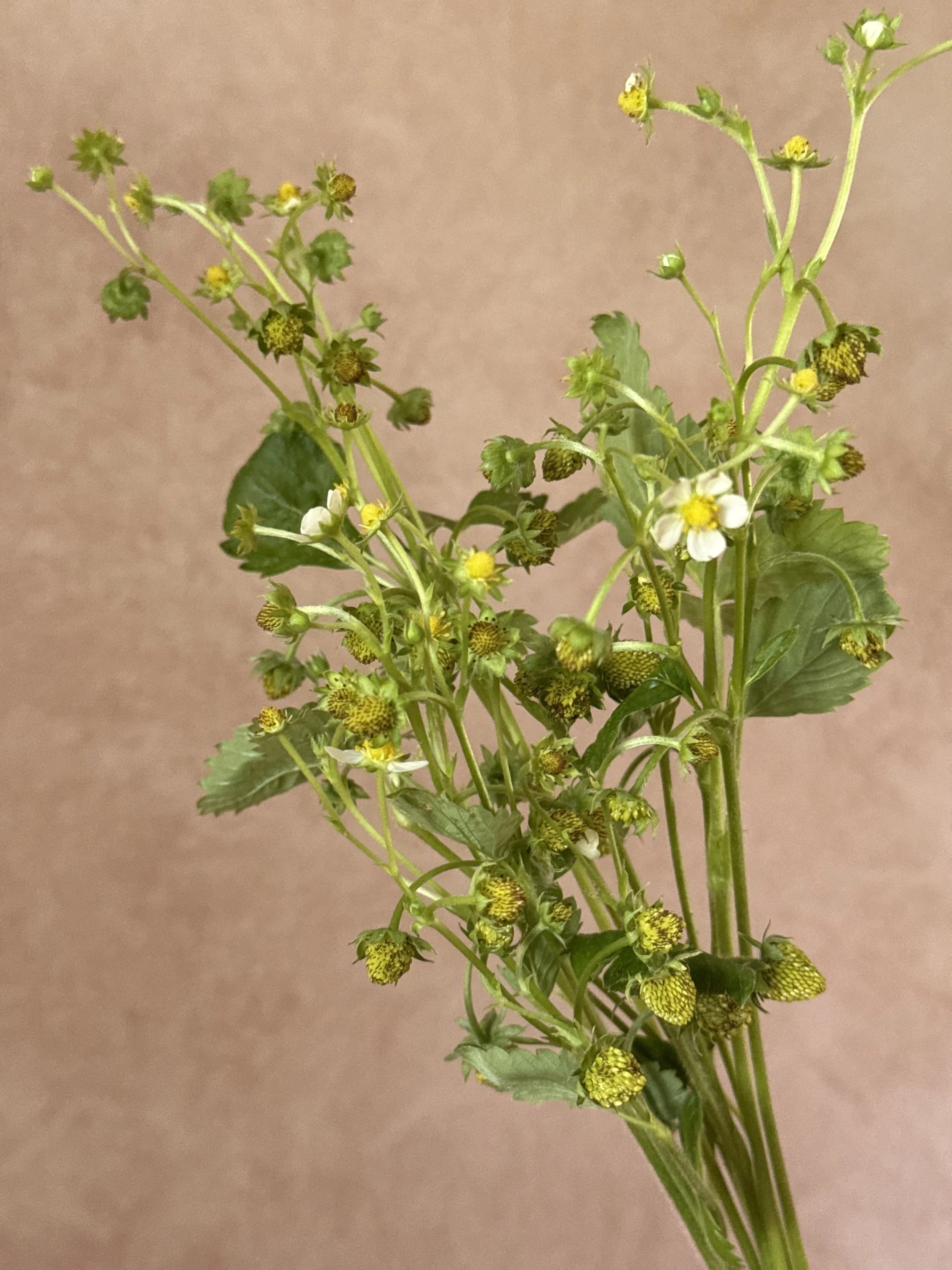 FRAGARIA vesca Alpine Strawberry