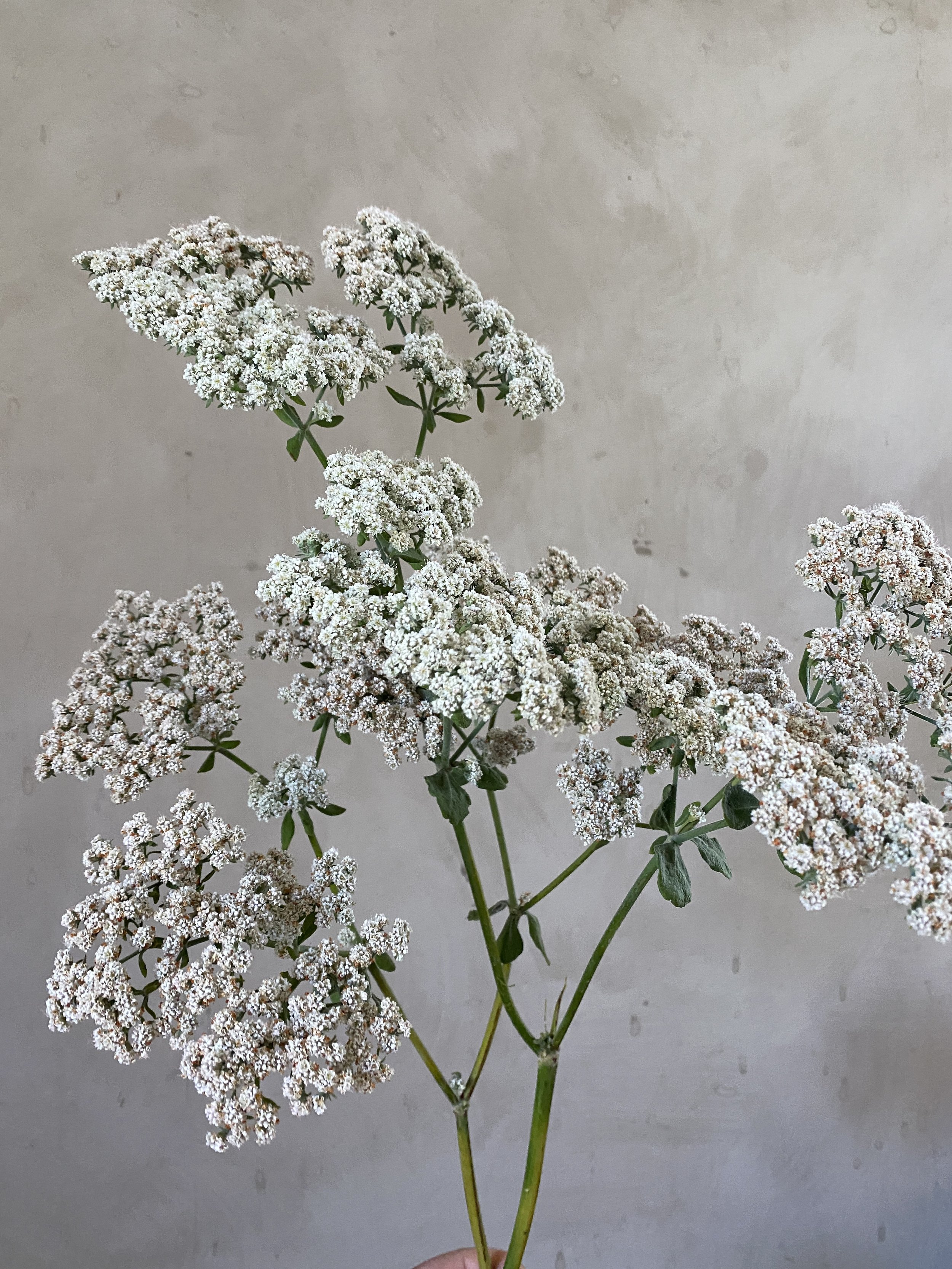Eriogonum 'St Catherine's Lace'