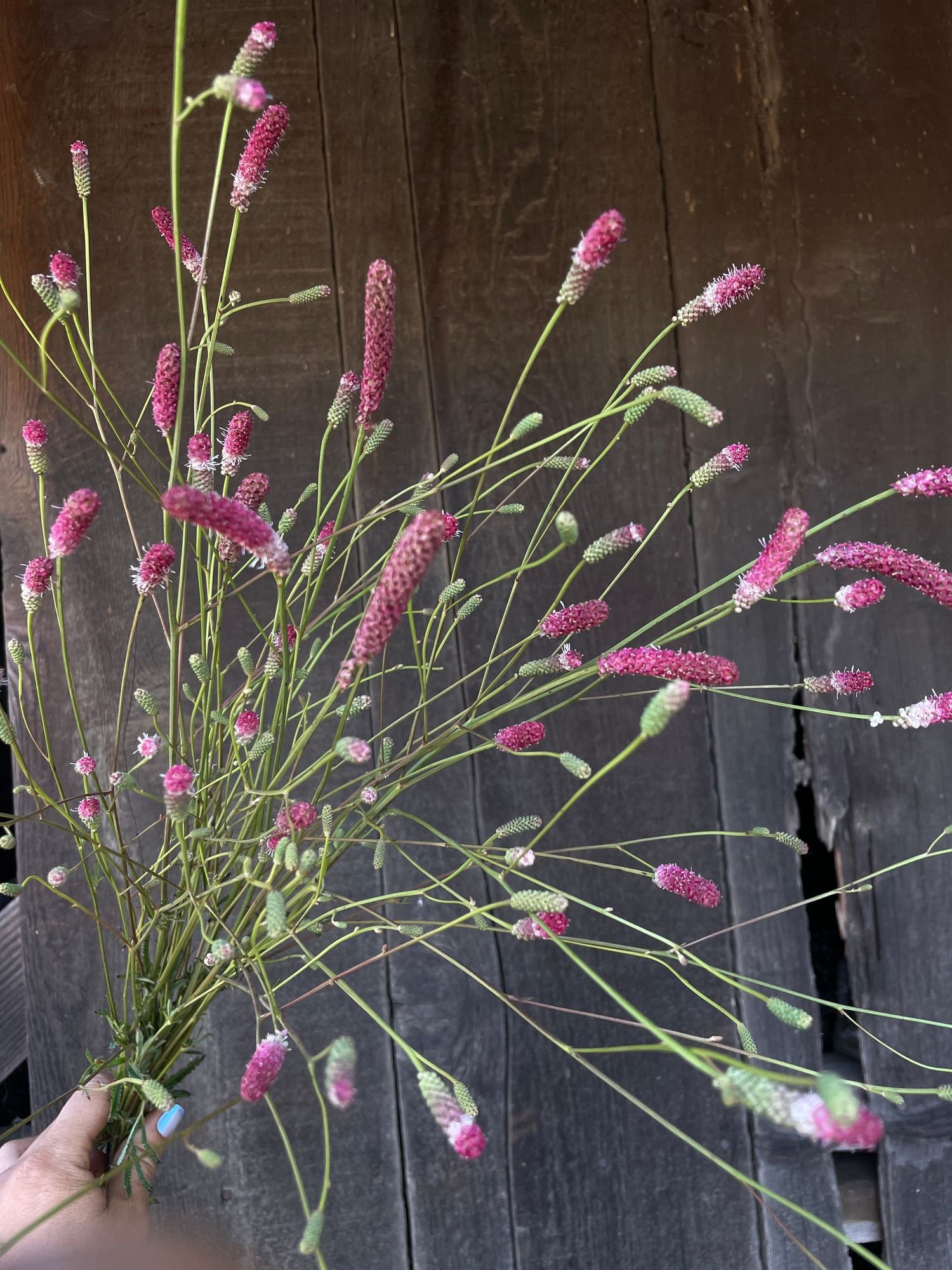 SANGUISORBA officinalis Pink Tanna
