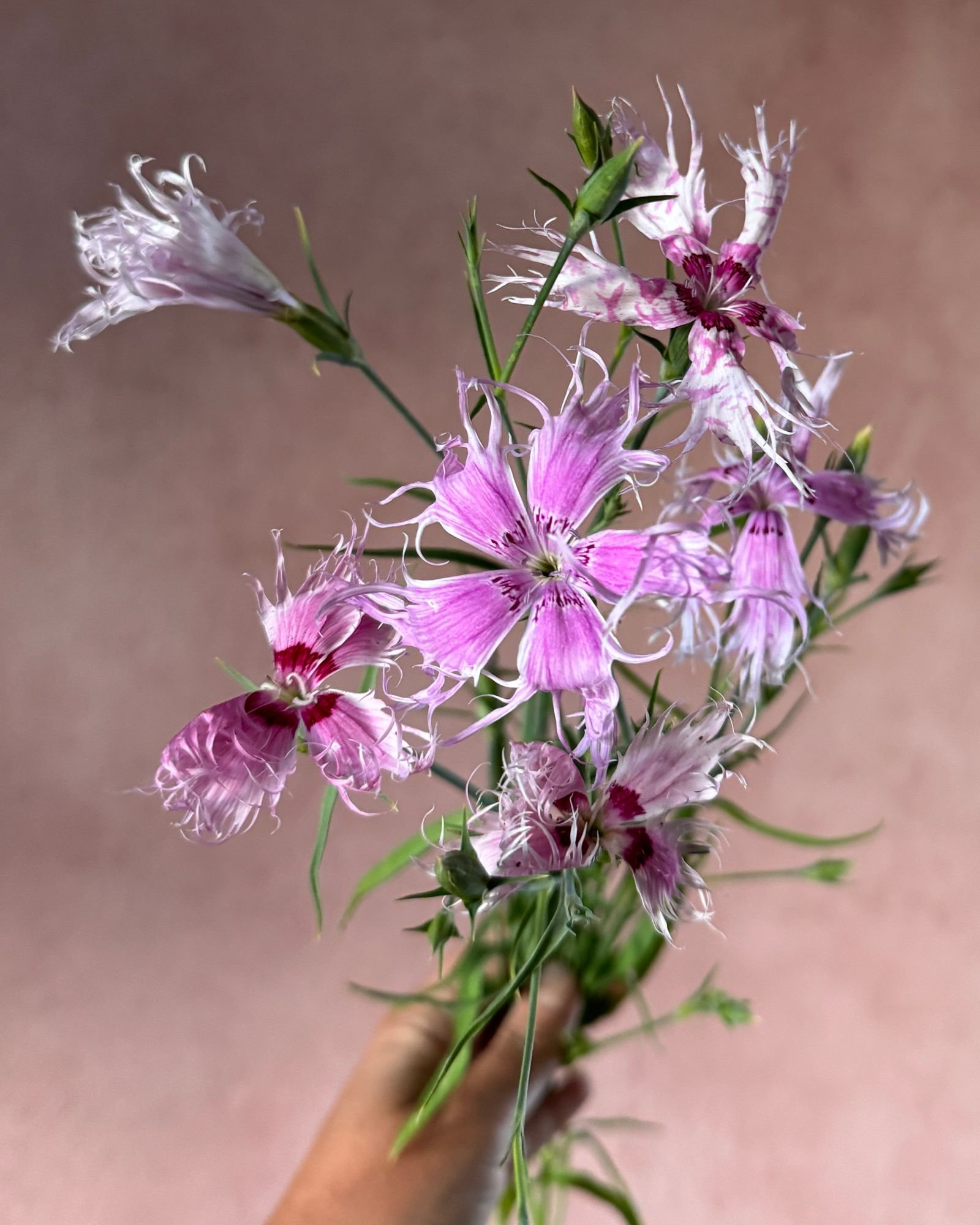 DIANTHUS superbus Spooky