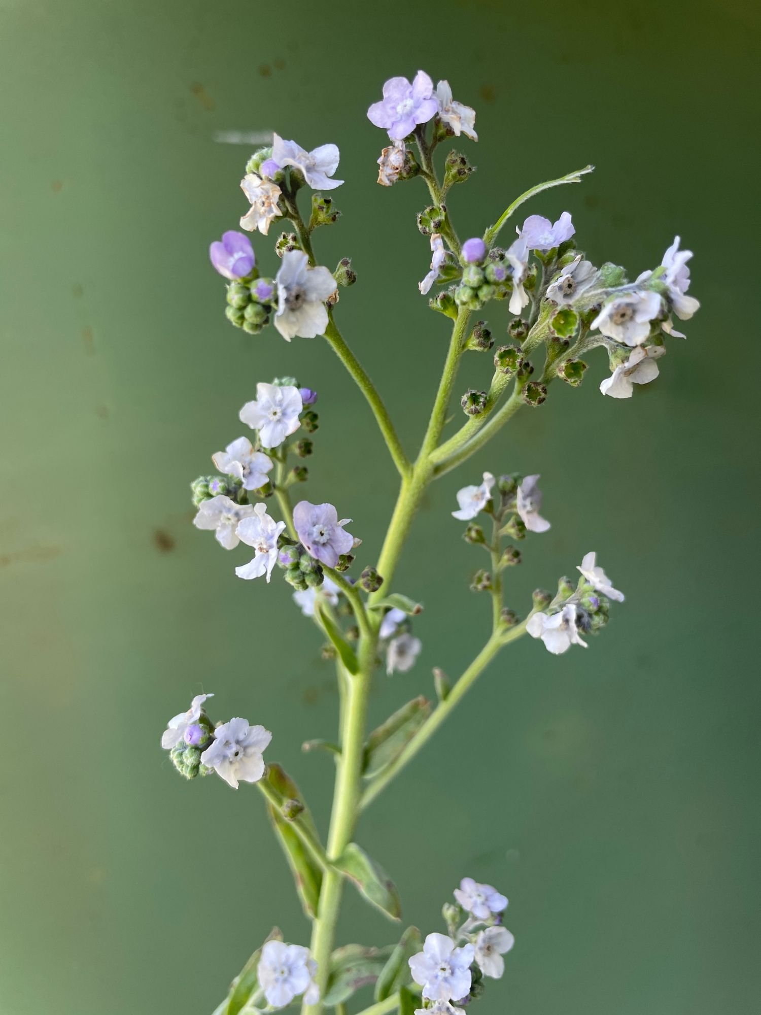 Cynoglossum 'Marilyn' $12 bu