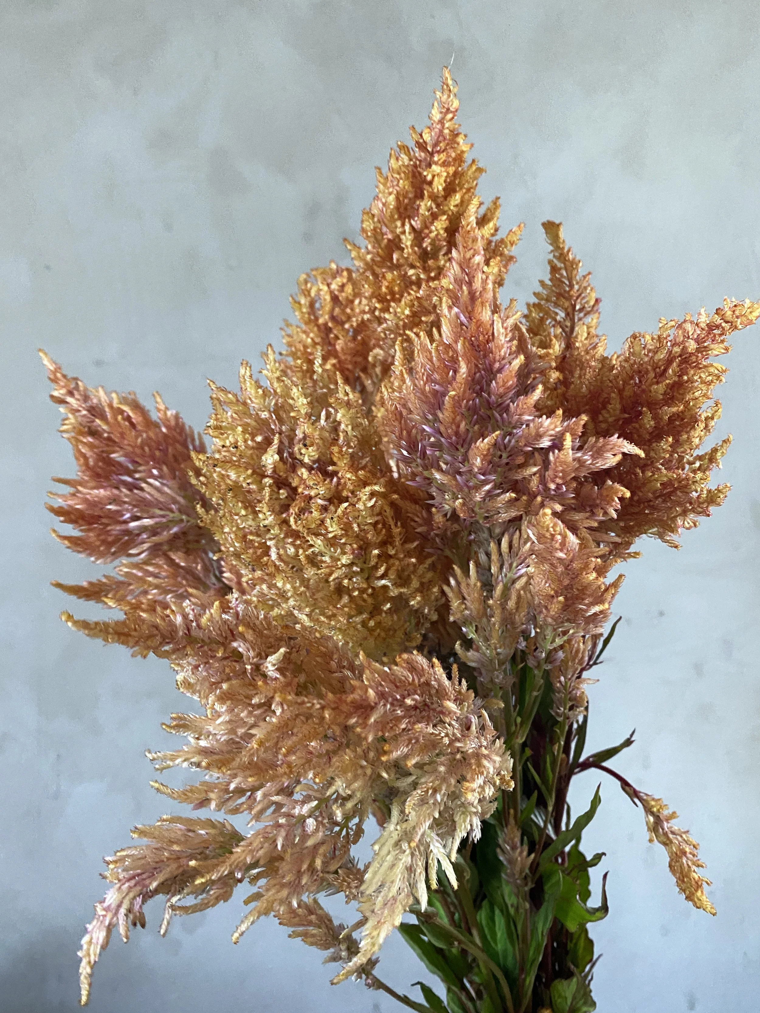 Celosia 'Rose Gold'