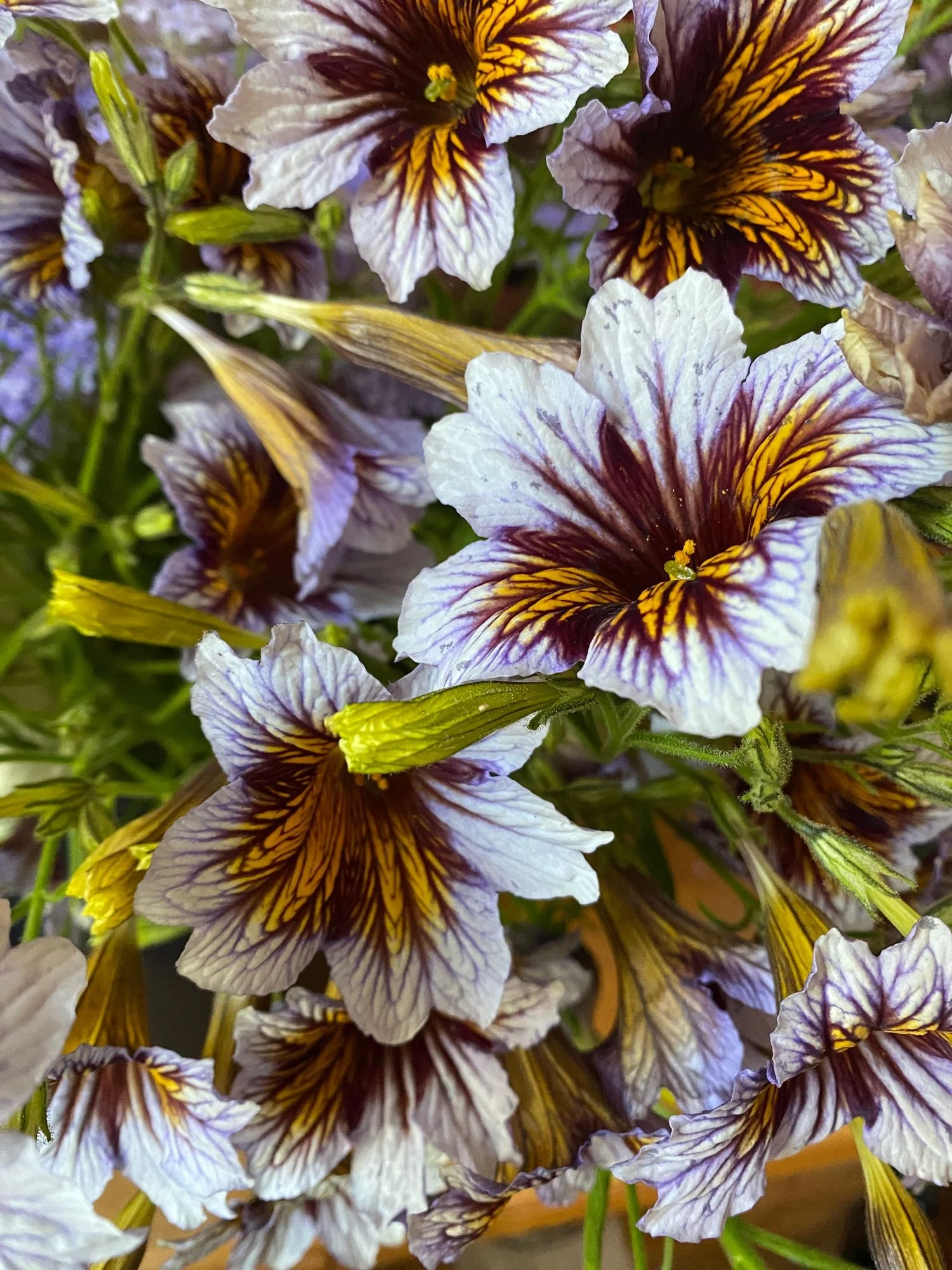 SALPIGLOSSIS sinuata Gloomy Rival